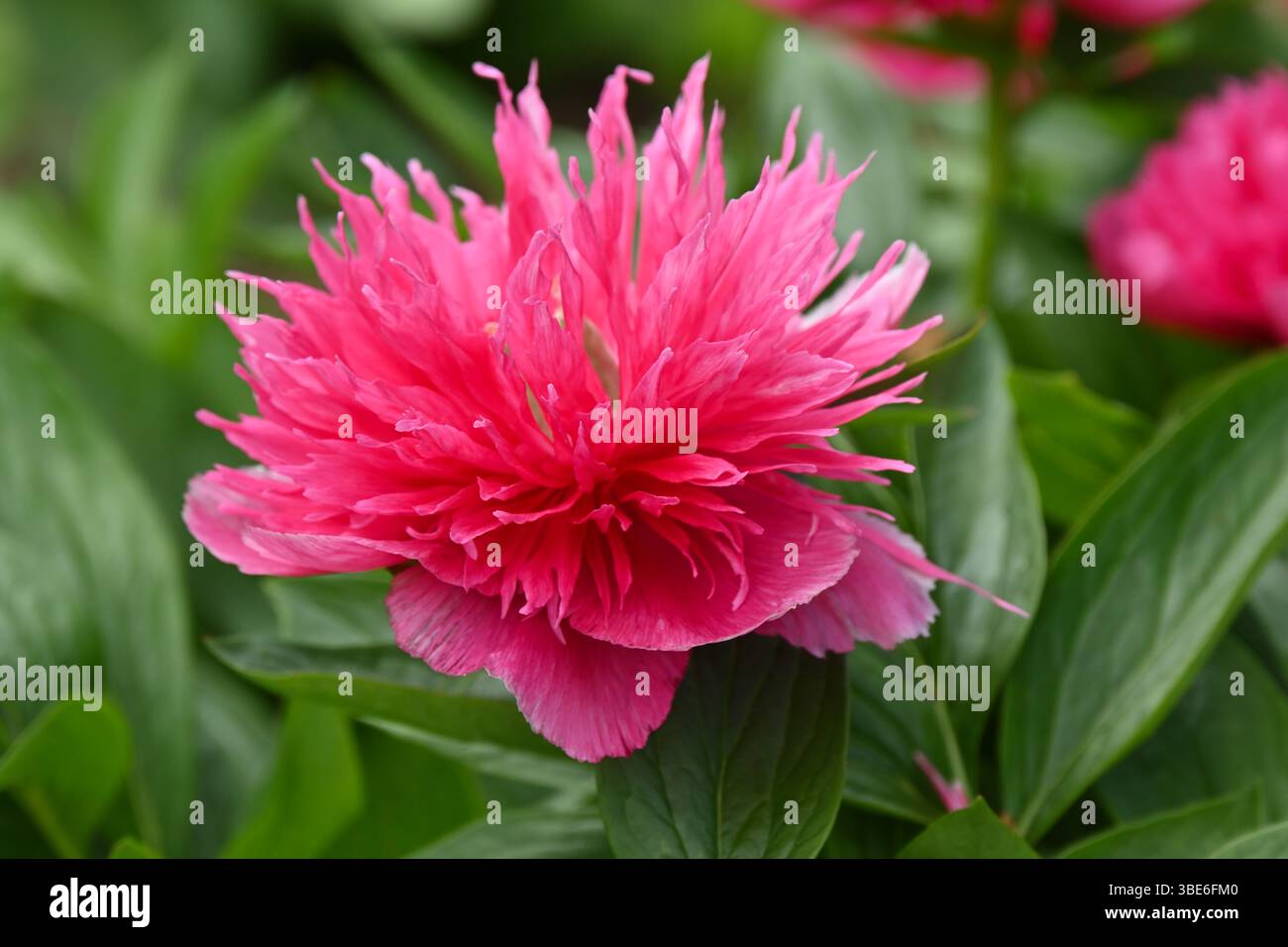 Grandi fiori primaverili rossi doppi di peonie erbacee nel Regno Unito maggio Foto Stock