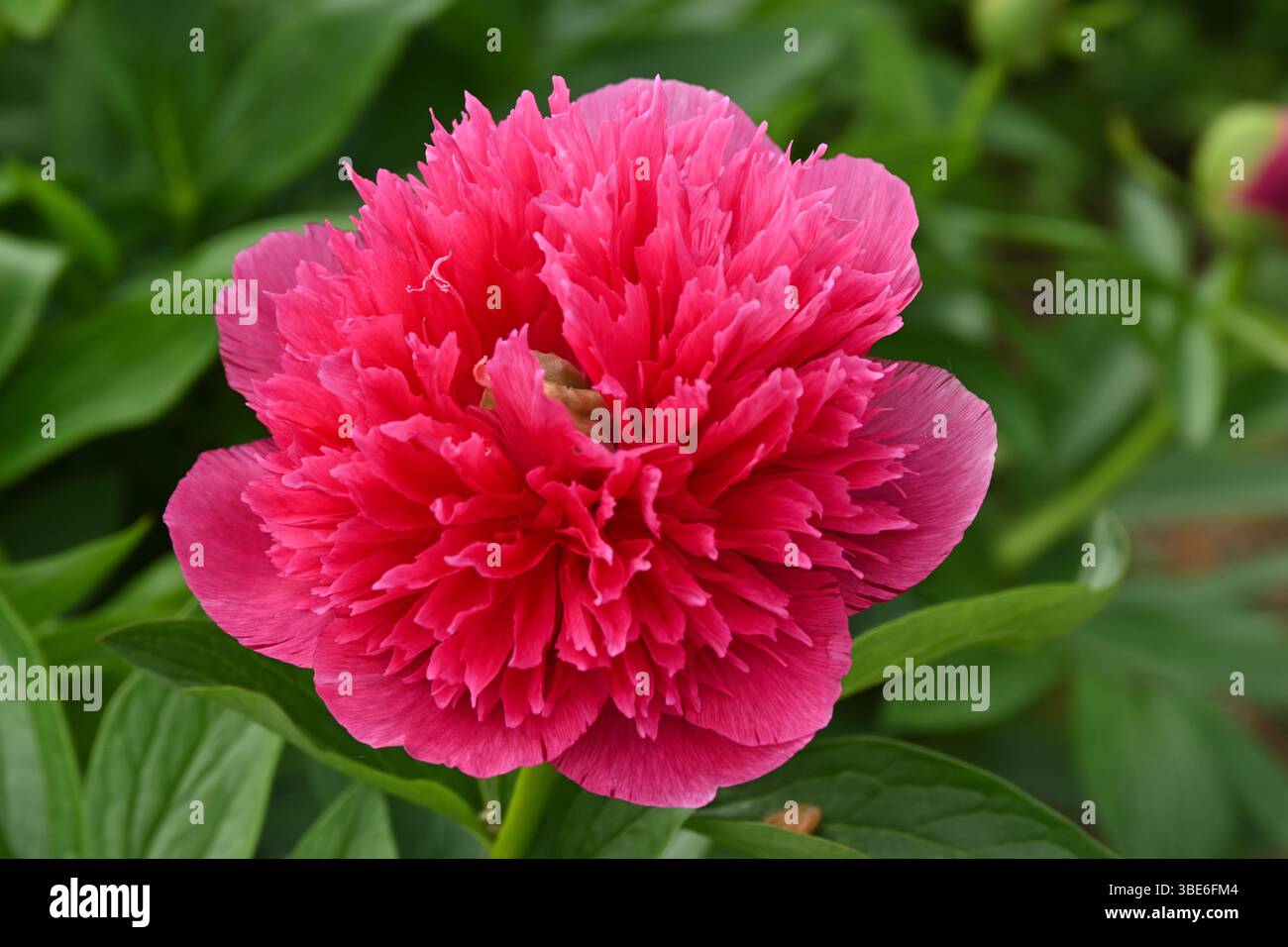 Grandi fiori primaverili rossi doppi di peonie erbacee nel Regno Unito maggio Foto Stock