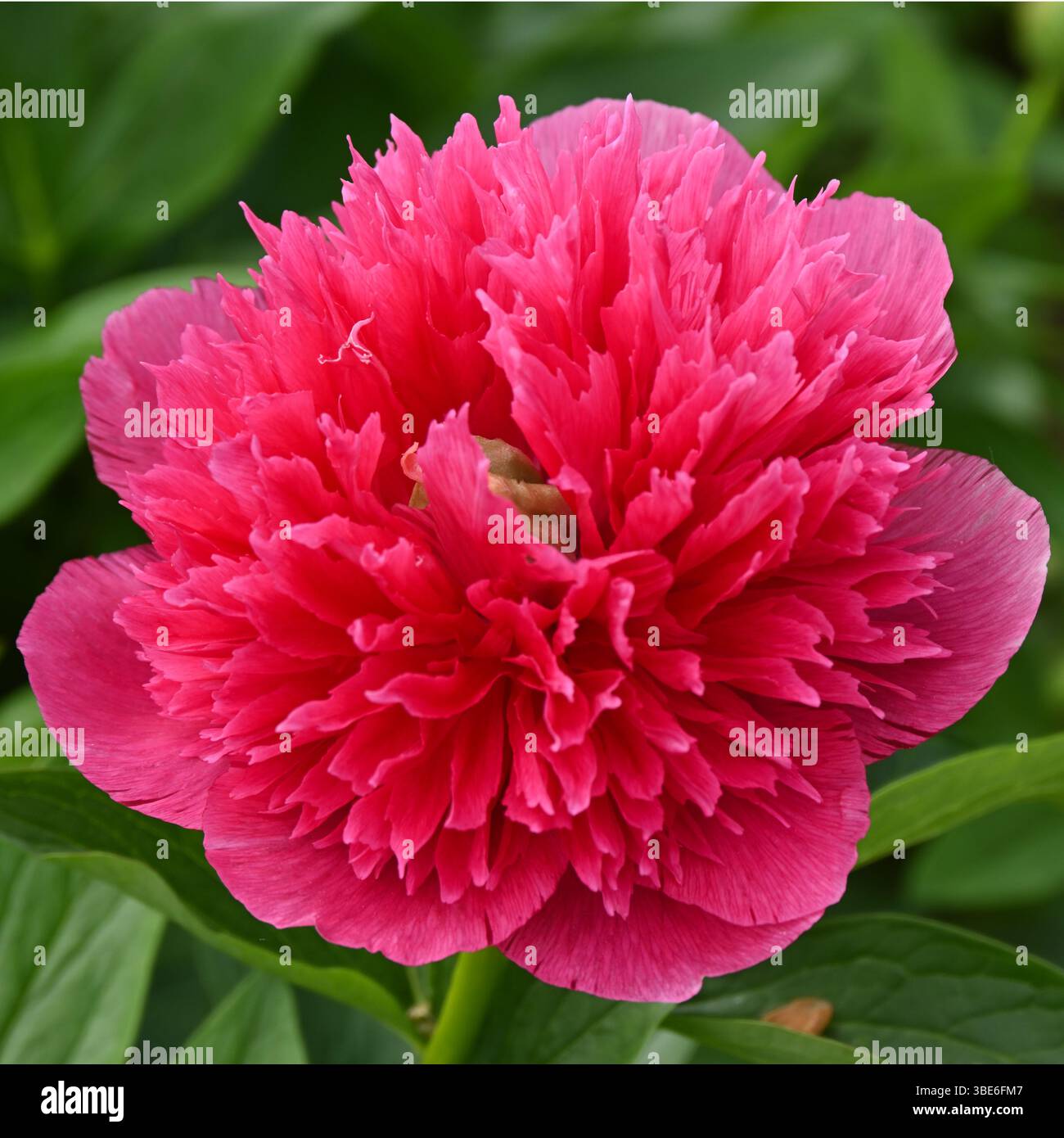 Grandi fiori primaverili rossi doppi di peonie erbacee nel Regno Unito maggio Foto Stock