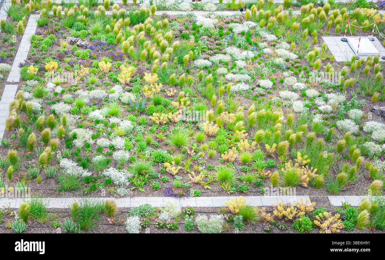 Ampio tetto verde ecologico con sedum Foto Stock