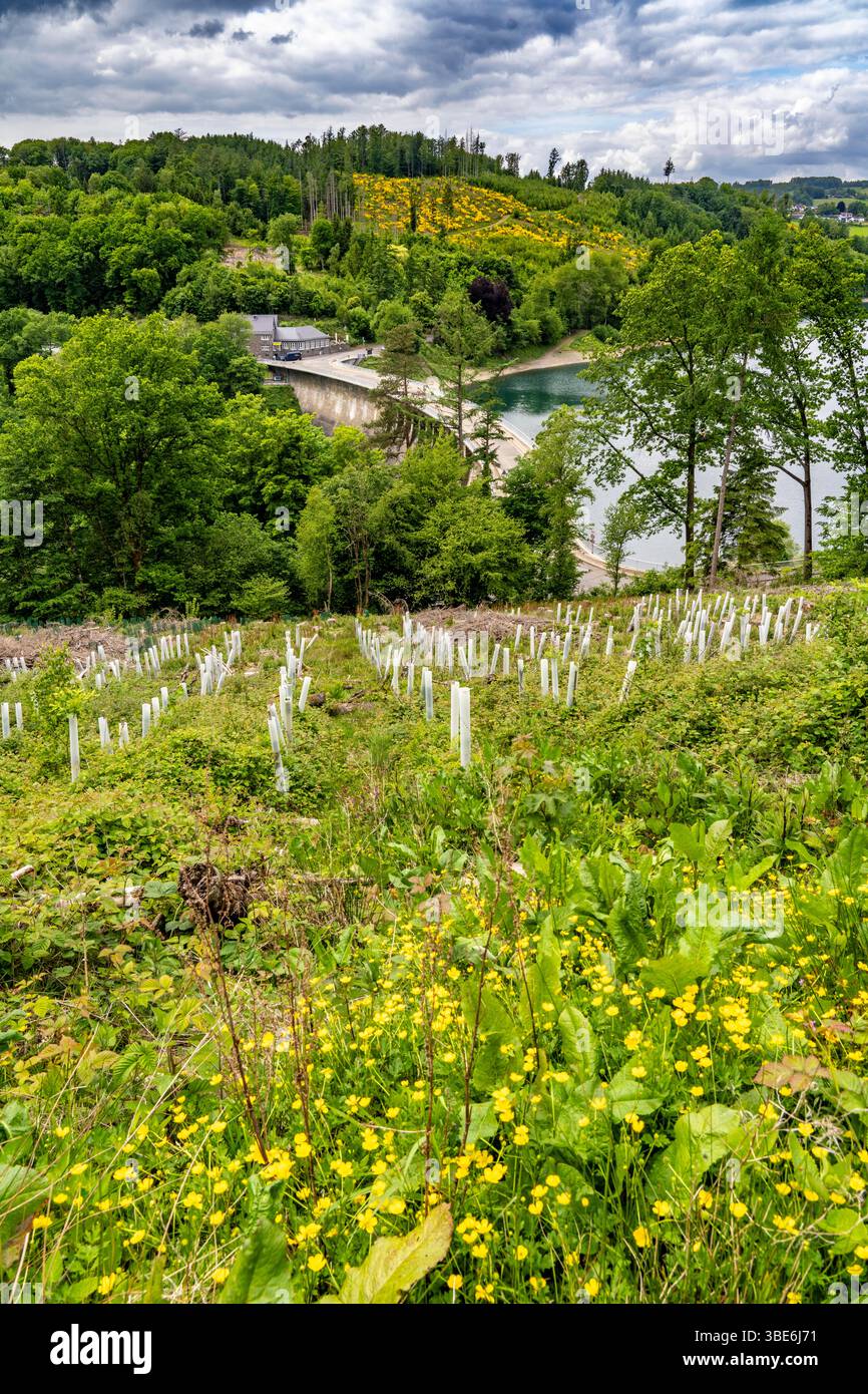 La diga di Aggertalsperre nella regione della Terra di Oberbergisches vicino Bergneustadt, gestita dalla Aggerverband, parete della diga alta 45 metri, è utilizzata la riserva Foto Stock