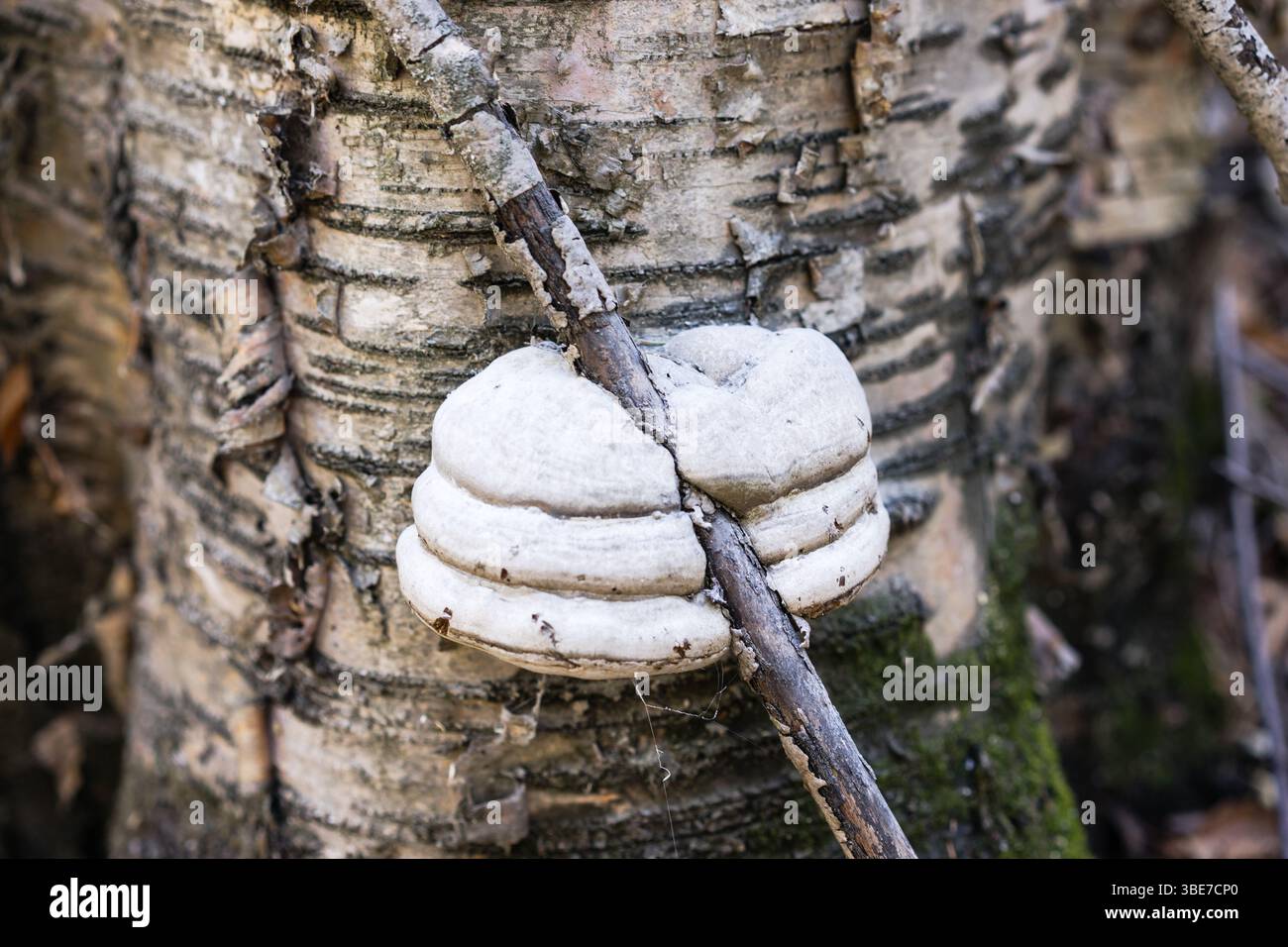 Ramo d'albero intrappolato dal fungo chaga, Inonotus obliquus Foto Stock