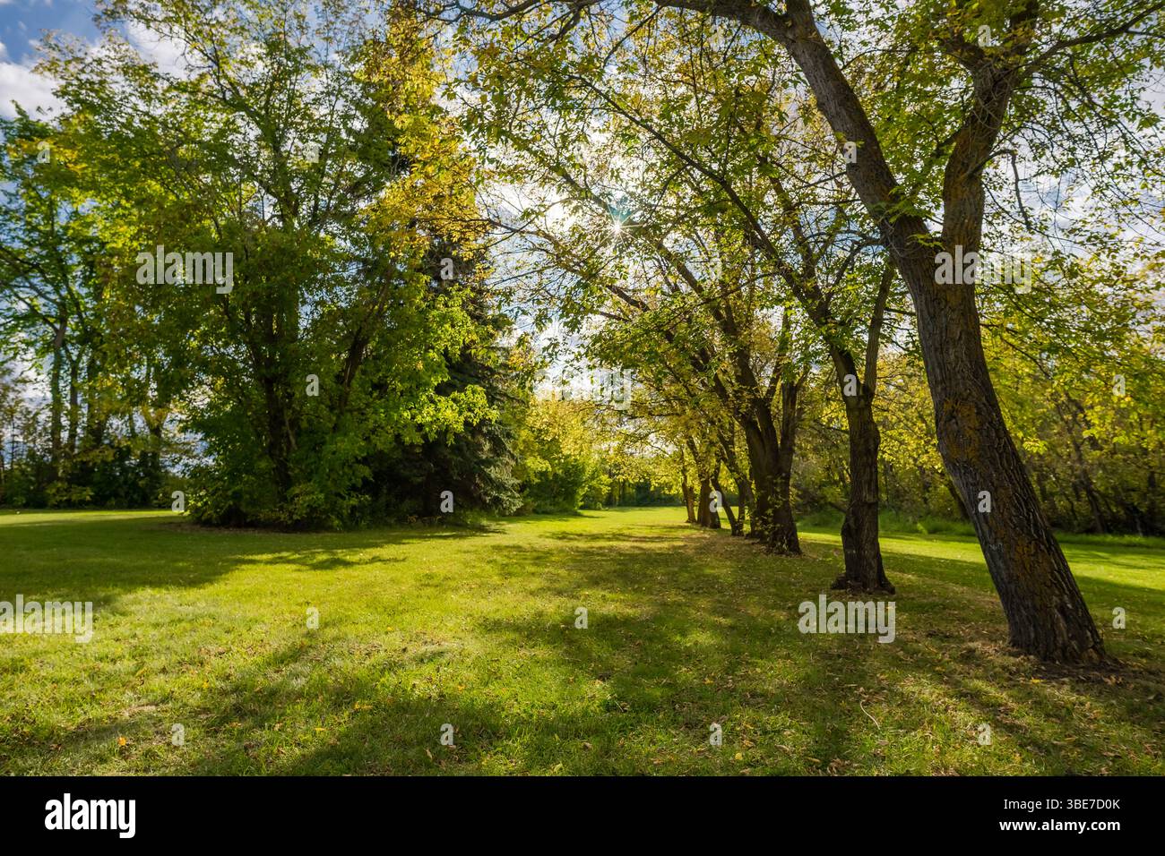 Fila di alberi e luce del sole sull'erba verde nella valle del fiume Edmonton vicino a Fort Edmonton Footbridge Foto Stock