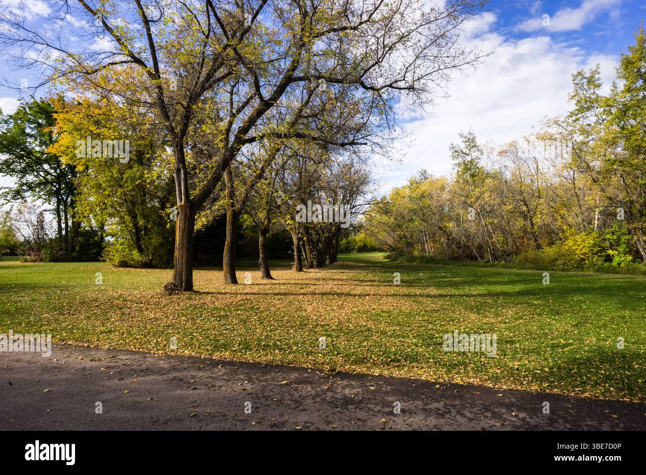 Fila di alberi con foglie cadute su erba verde nella valle del fiume Edmonton vicino a Fort Edmonton Footbridge Foto Stock