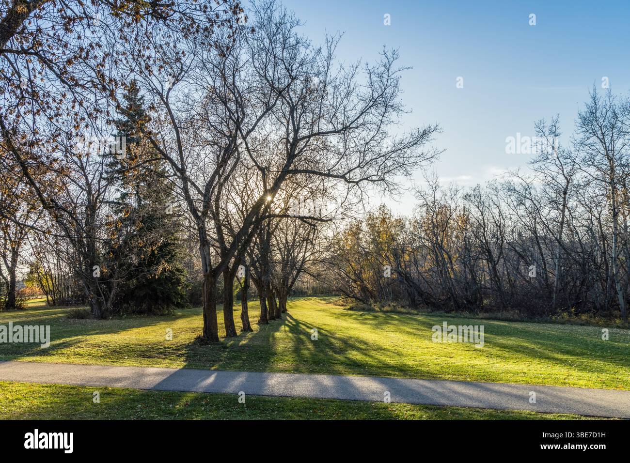 Fila di alberi con luce solare posteriore nella valle del fiume Edmonton, vicino a Fort Edmonton Footbridge Foto Stock