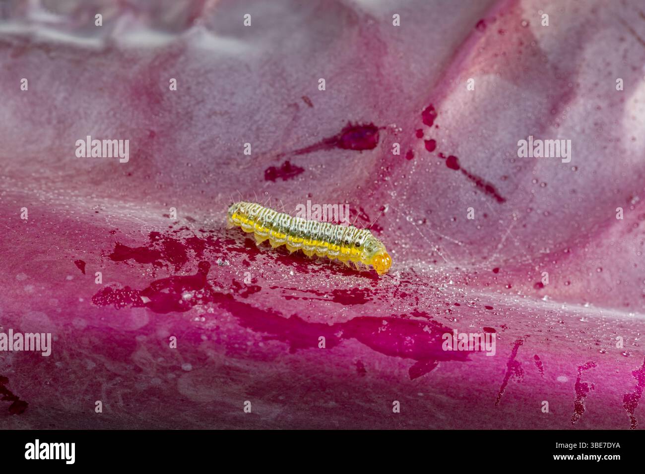 Verricello a strisce incrociate caterpillar su foglia di pianta di cavolo rosso. Concetto di controllo, prevenzione e identificazione degli insetti da orto. Foto Stock