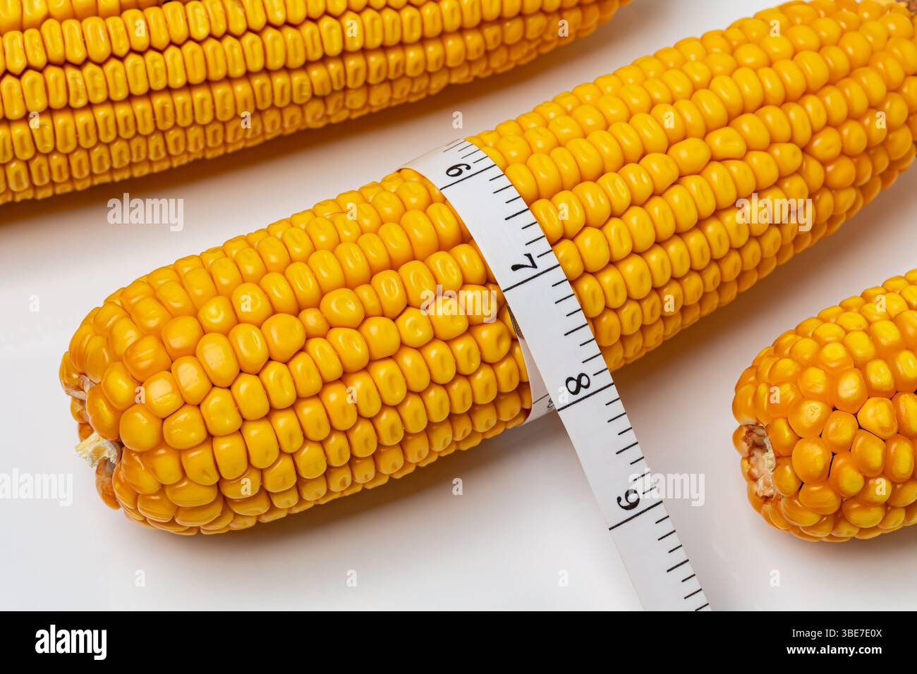Misurazione delle dimensioni delle orecchie di mais e dei chicchi. Agricoltura, stima della resa del mais e concetto scientifico agricolo. Foto Stock
