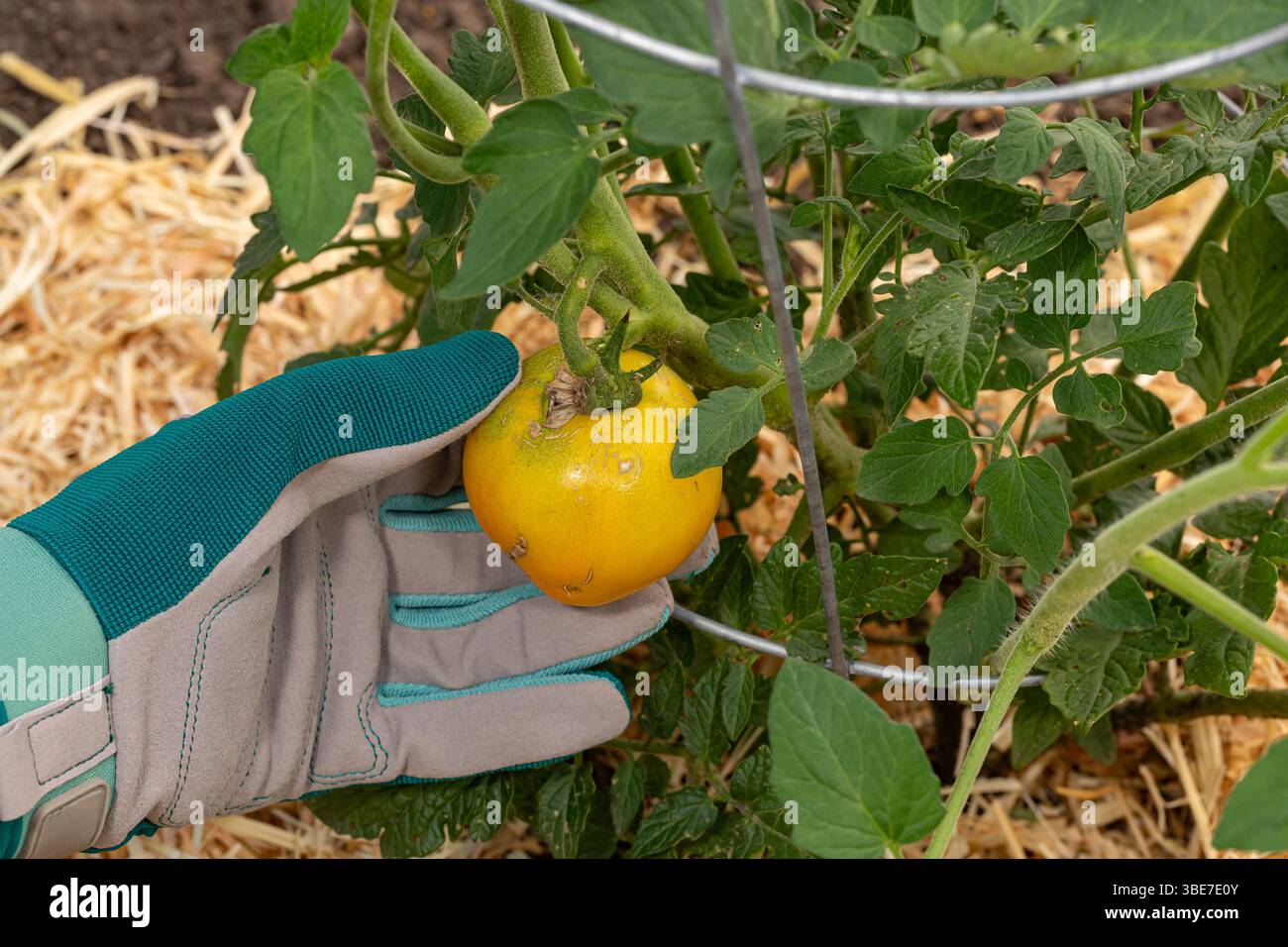 Raccolta di pomodori gialli in giardino. Orticoltura, prodotti biologici e concetto di agricoltura. Foto Stock