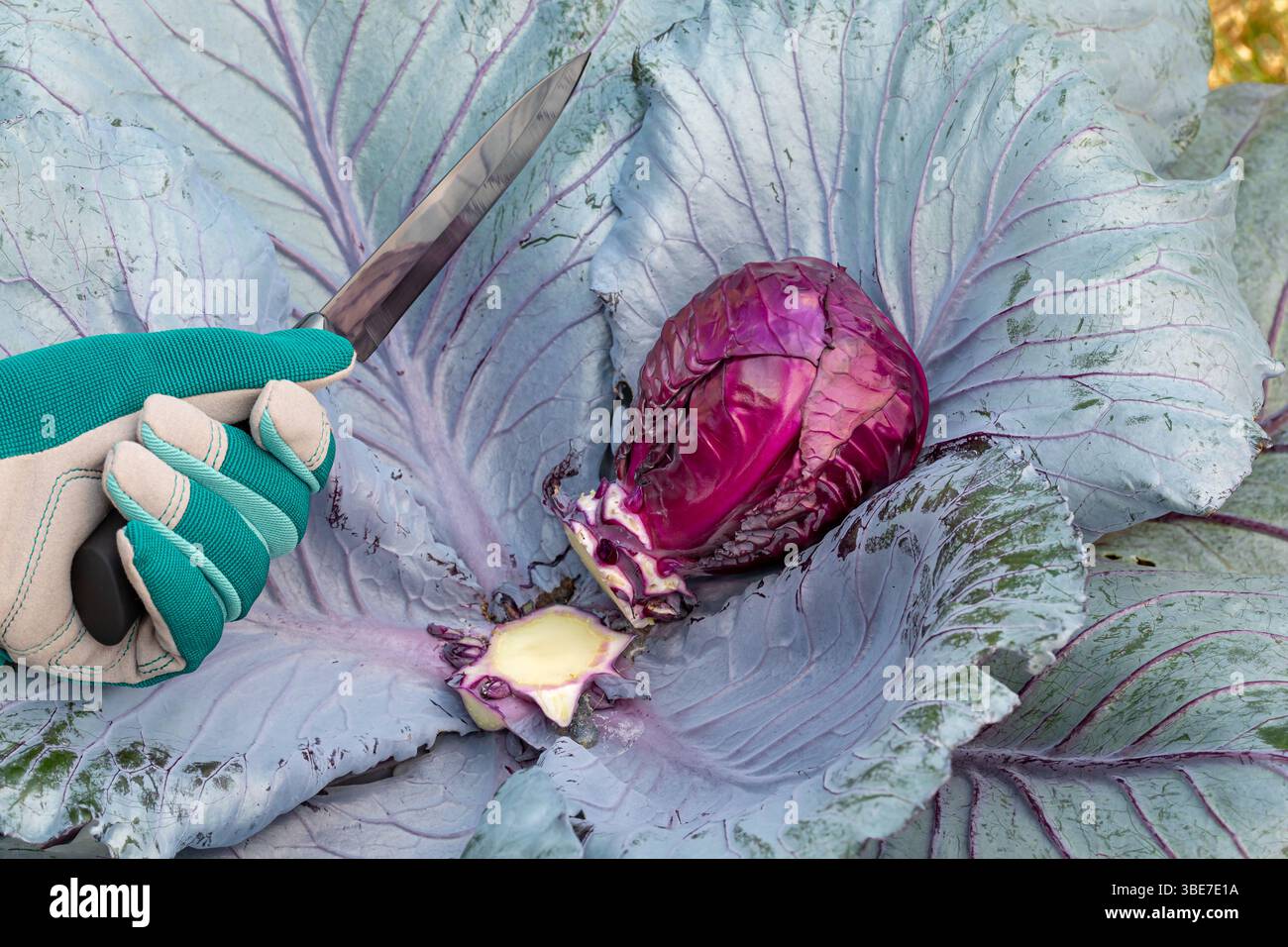 Raccolta della testata di cavolo rossa dalla pianta con coltello. Concetto di giardinaggio, produzione biologica e coltivazione di cavoli. Foto Stock