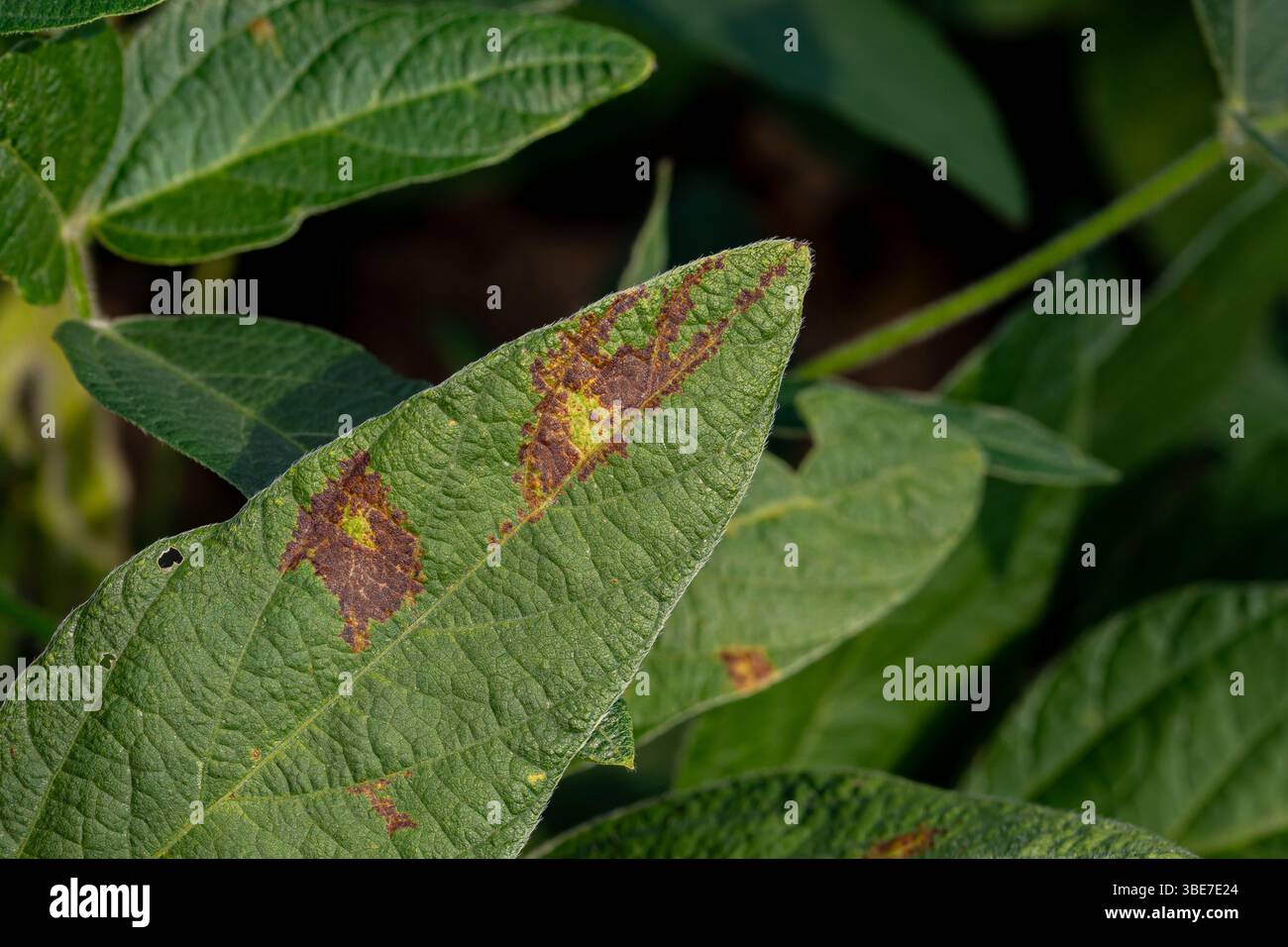 Macchie di colore marrone e nero a causa del fungo soffocante della foglia sulla foglia della pianta di soia. Agricoltura malattia fogliare, danni alle colture e il concetto di lotta contro i parassiti. Foto Stock