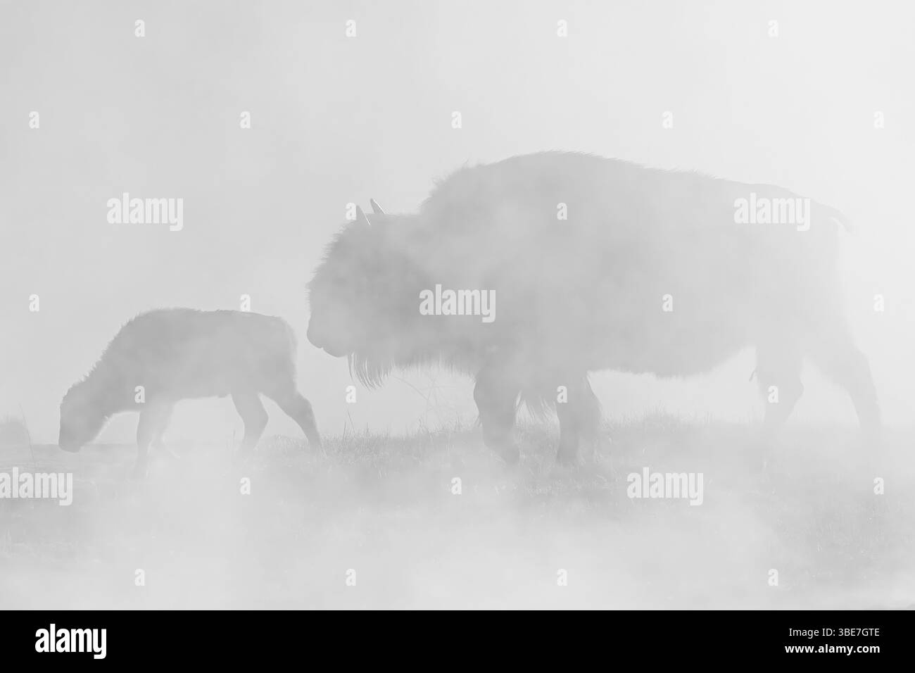 Bison in the Mist Foto Stock