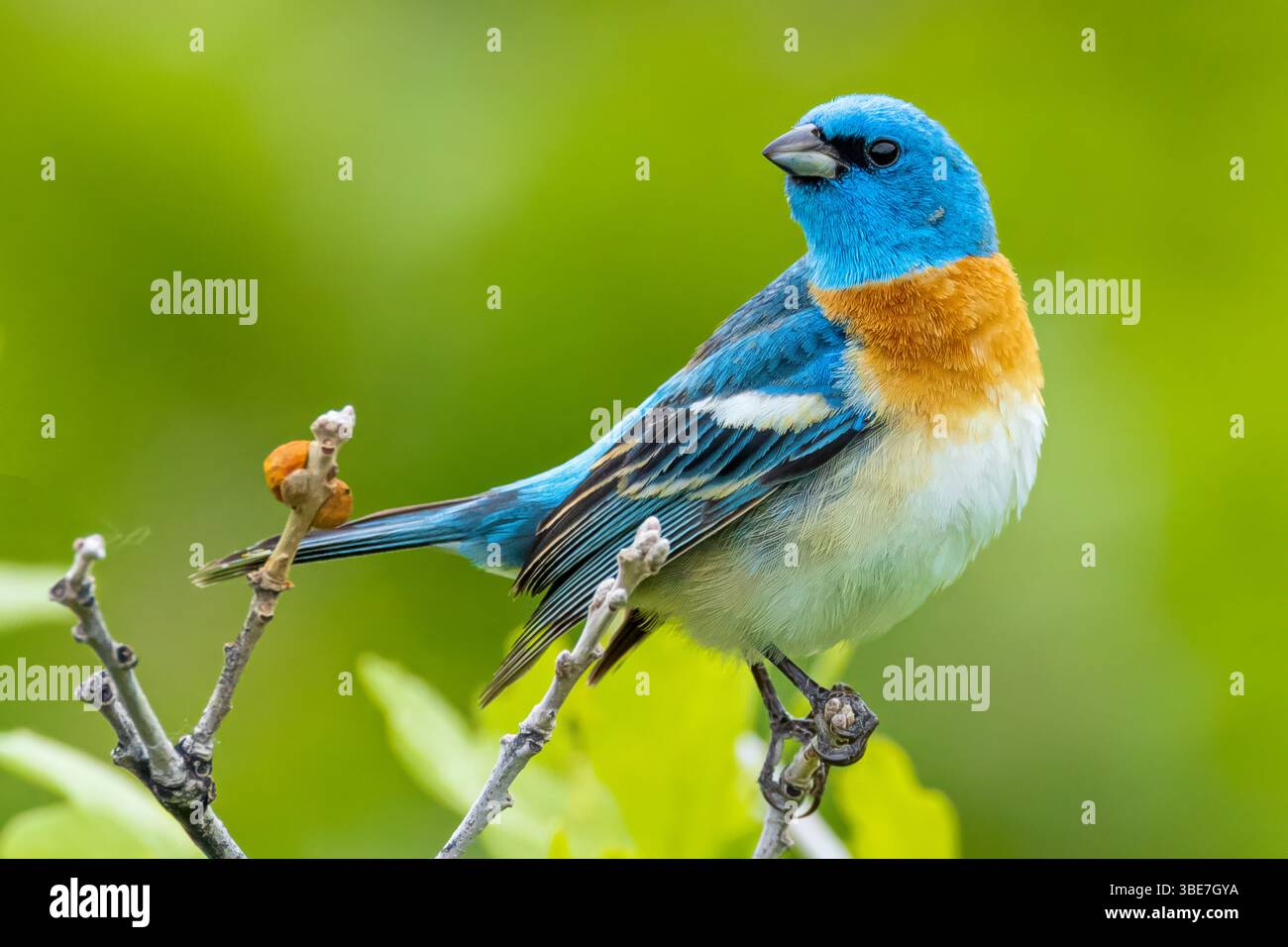 Primo piano di Lazuli Foto Stock