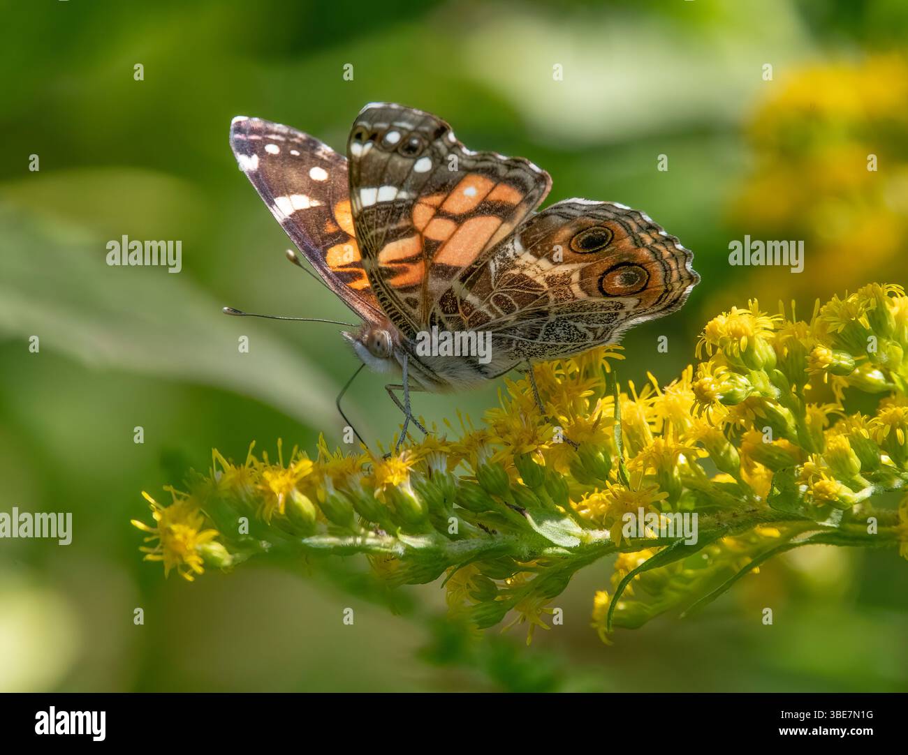 American Lady Butterfly e Goldenrod nell'Old Aucoot District, Mattapoisett, Massachusetts Foto Stock