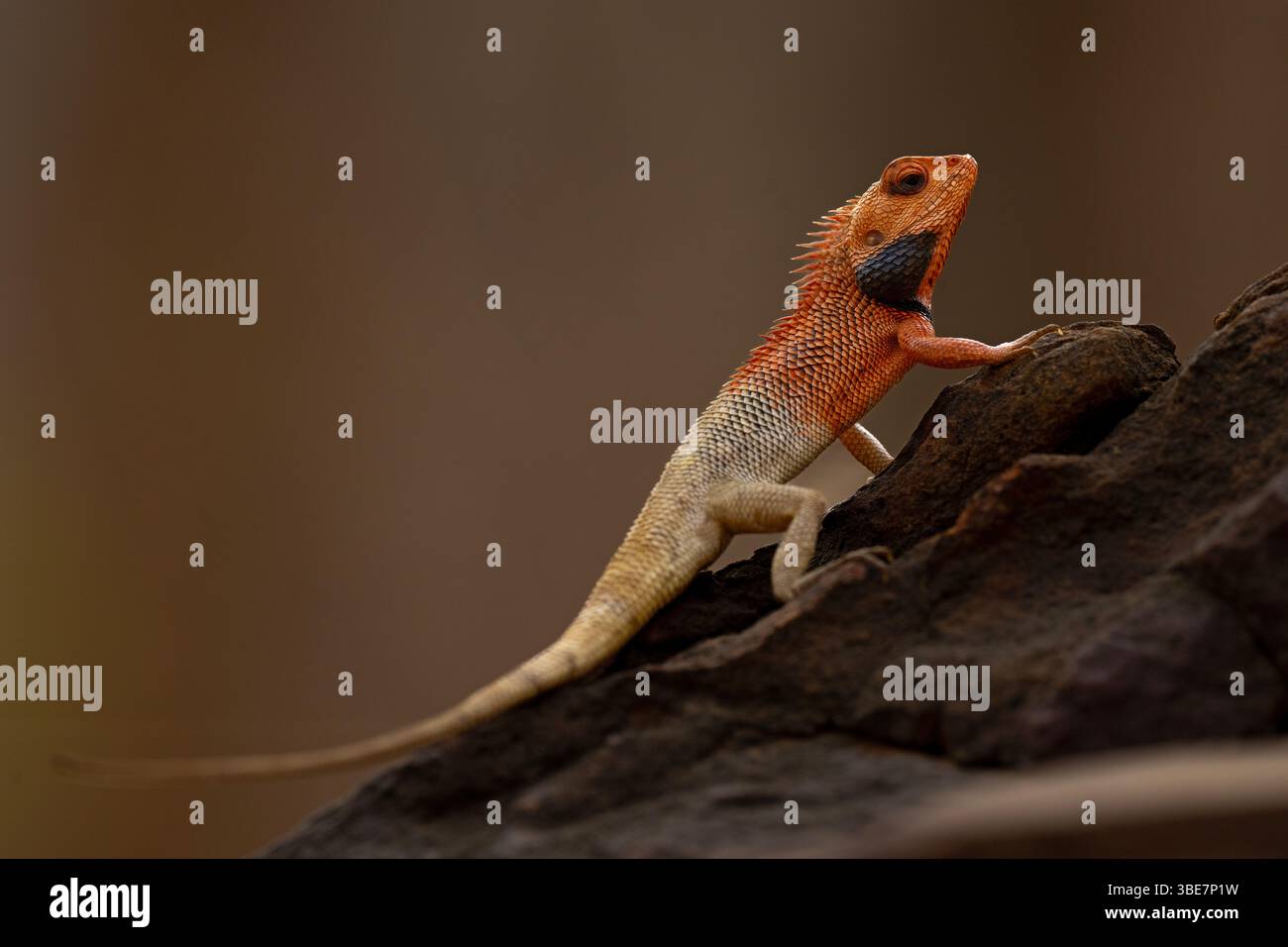 Oriental Garden Lizard Foto Stock
