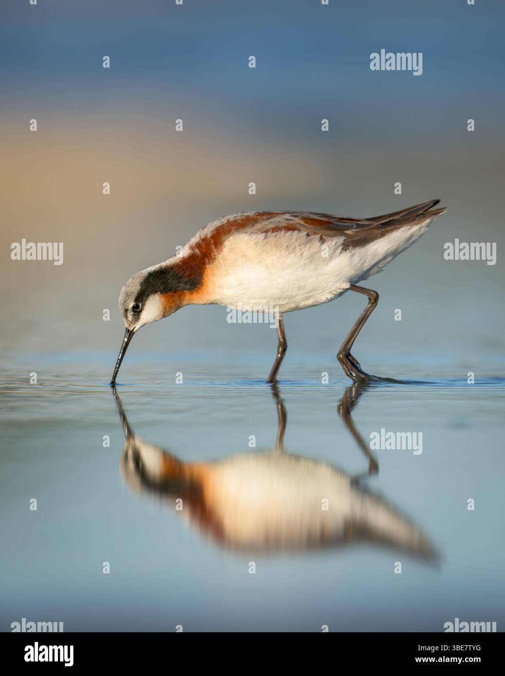 Una donna Wilson's Phalarope cammina lungo una costa del Wyoming. Foto Stock