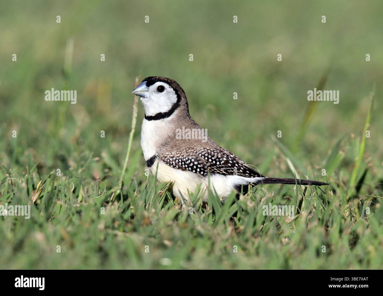 Uccello finch a doppia barba in piedi sull'erba Foto Stock