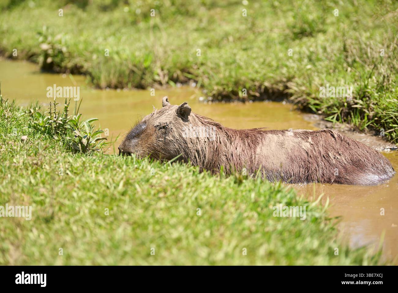 Capybara maschile, hydrochoerus hydrochaeris, nell'acqua, ricoperta di fango, pratica abituale tra questi roditori per regolare la temperatura corporea, prote Foto Stock