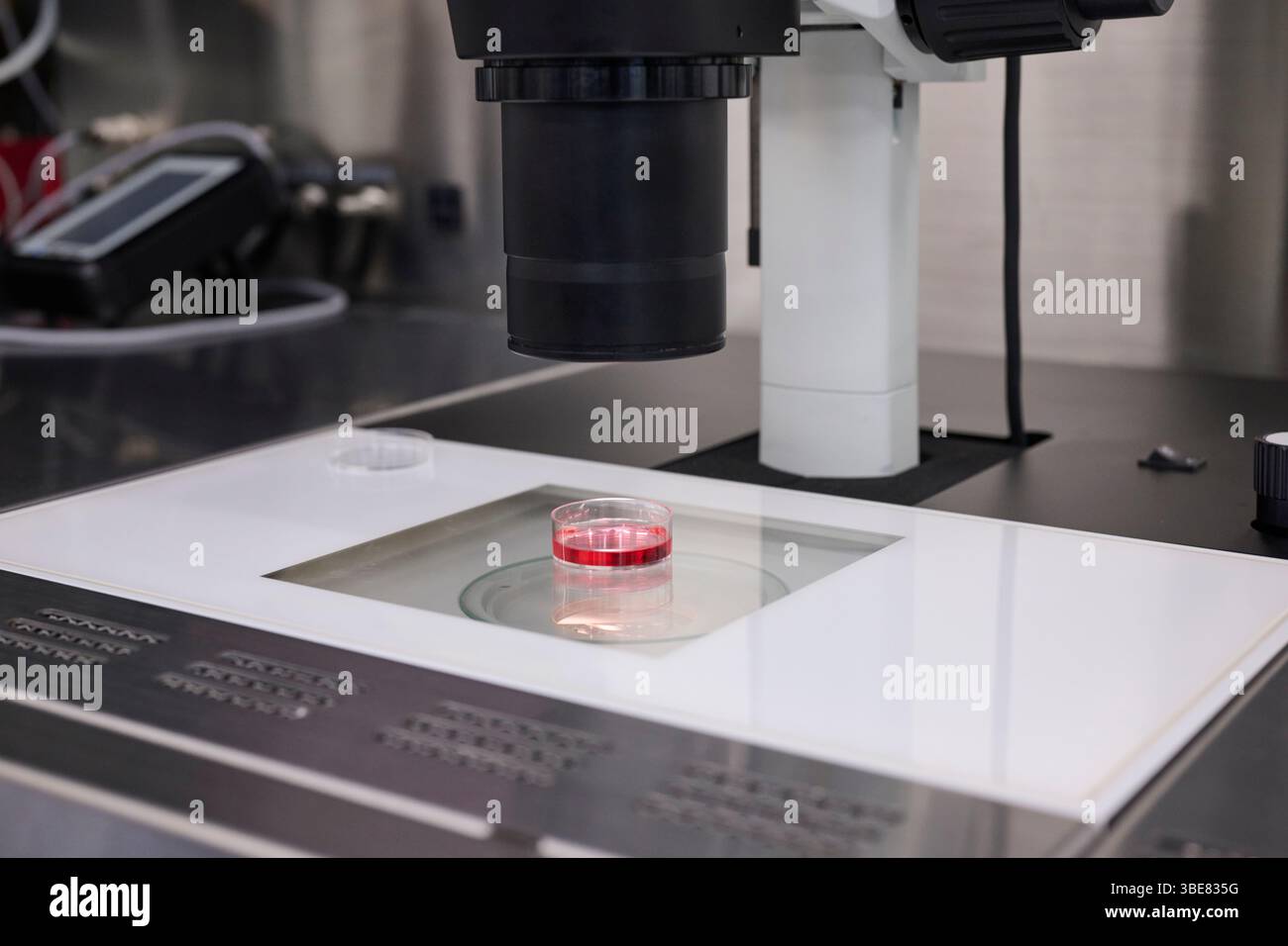 Banco di lavoro con campioni di coltura e microscopio Foto Stock