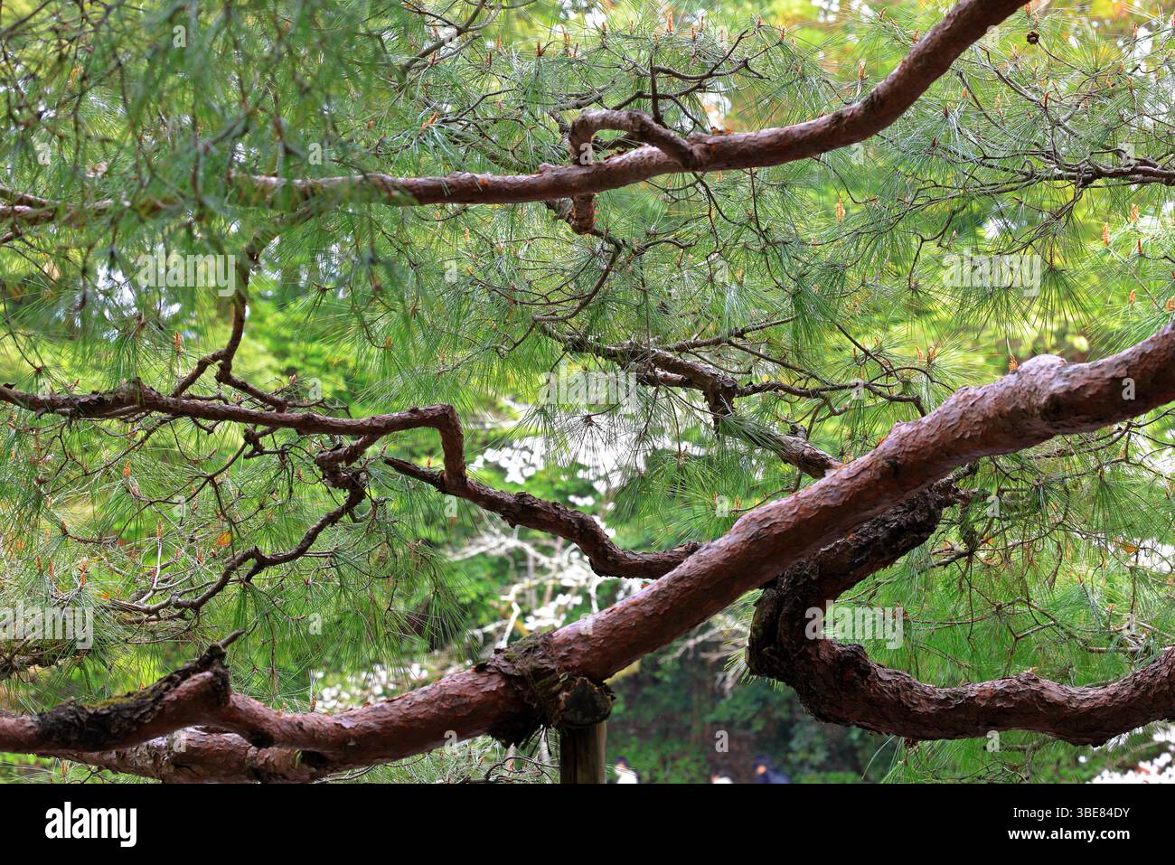 Santuario Heian, santuario shintoista e giardini paesaggistici a Okazaki Nishitennocho, Sakyo Ward, Kyoto, Giappone Foto Stock