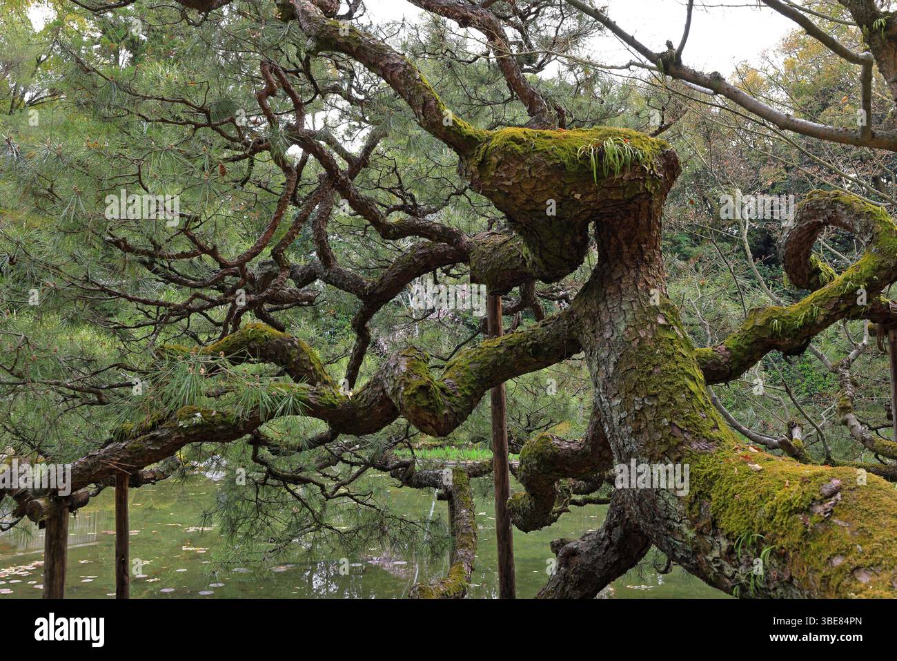 Santuario Heian, santuario shintoista e giardini paesaggistici a Okazaki Nishitennocho, Sakyo Ward, Kyoto, Giappone Foto Stock