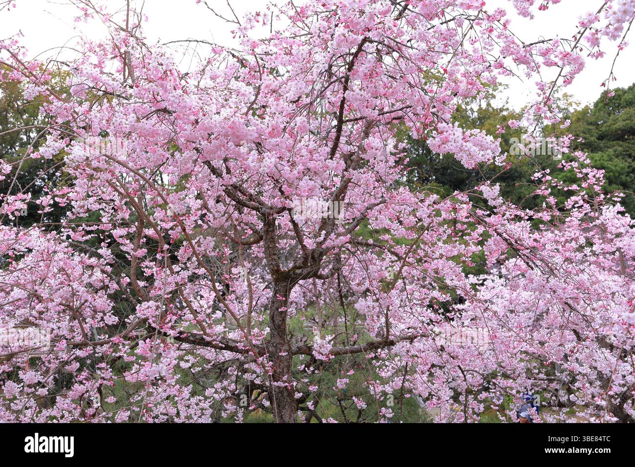 Santuario Heian, santuario shintoista e giardini paesaggistici a Okazaki Nishitennocho, Sakyo Ward, Kyoto, Giappone Foto Stock
