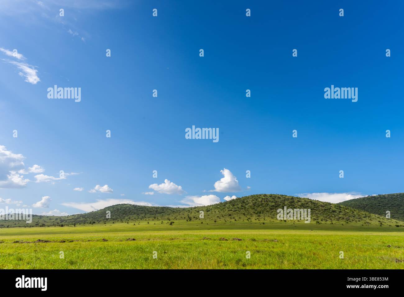 Paesaggio tranquillo con erba verde e sfondo blu cielo. Foto Stock