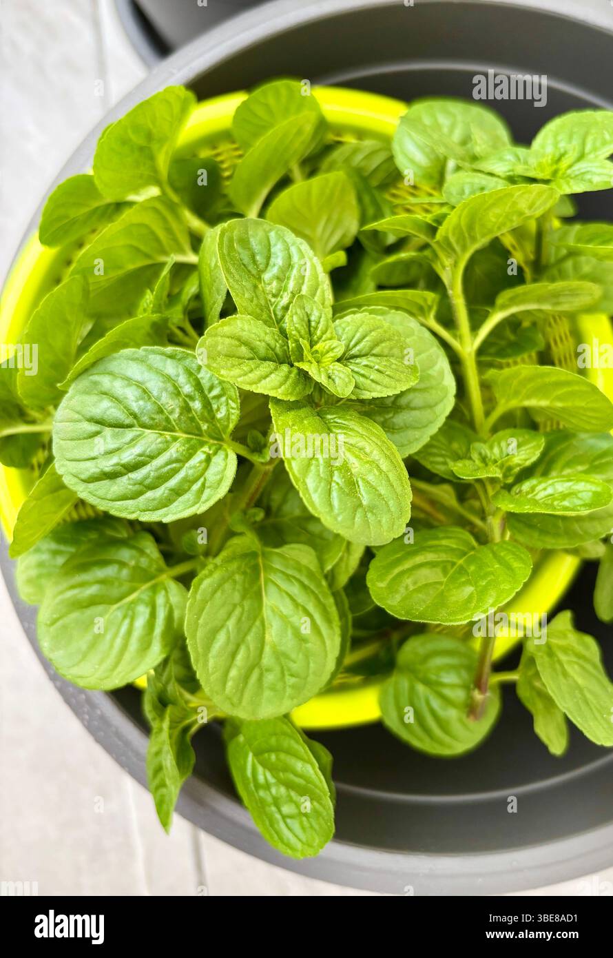 Foglia di menta. Foglie di menta fresca raccolte dal vaso da essiccare. Perfetto per temi floreali e botanici. Concetto di giardinaggio. Foto Stock
