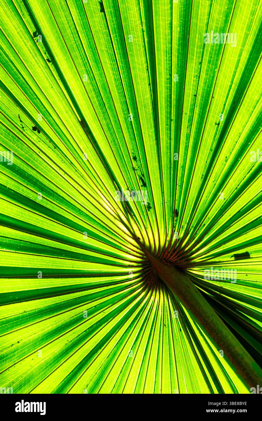 Foglie di palma verde tropicale retroilluminate. Foto Stock
