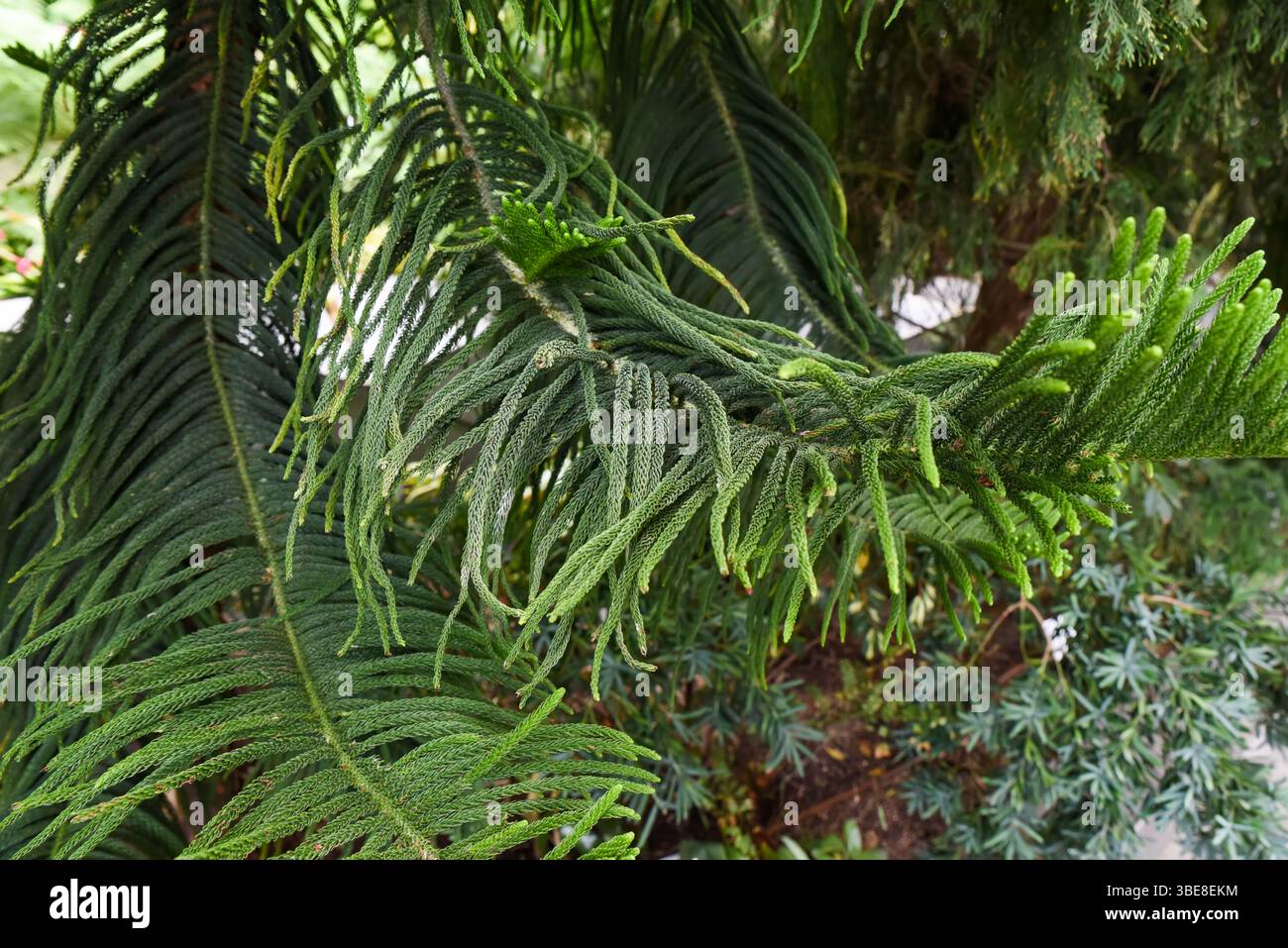 Primo piano del ramo Araucaria heterophylla (Norfolk Island Pine) con lussureggianti aghi verdi, Singapore. Dettagli di conifere tropicali in luce naturale Foto Stock