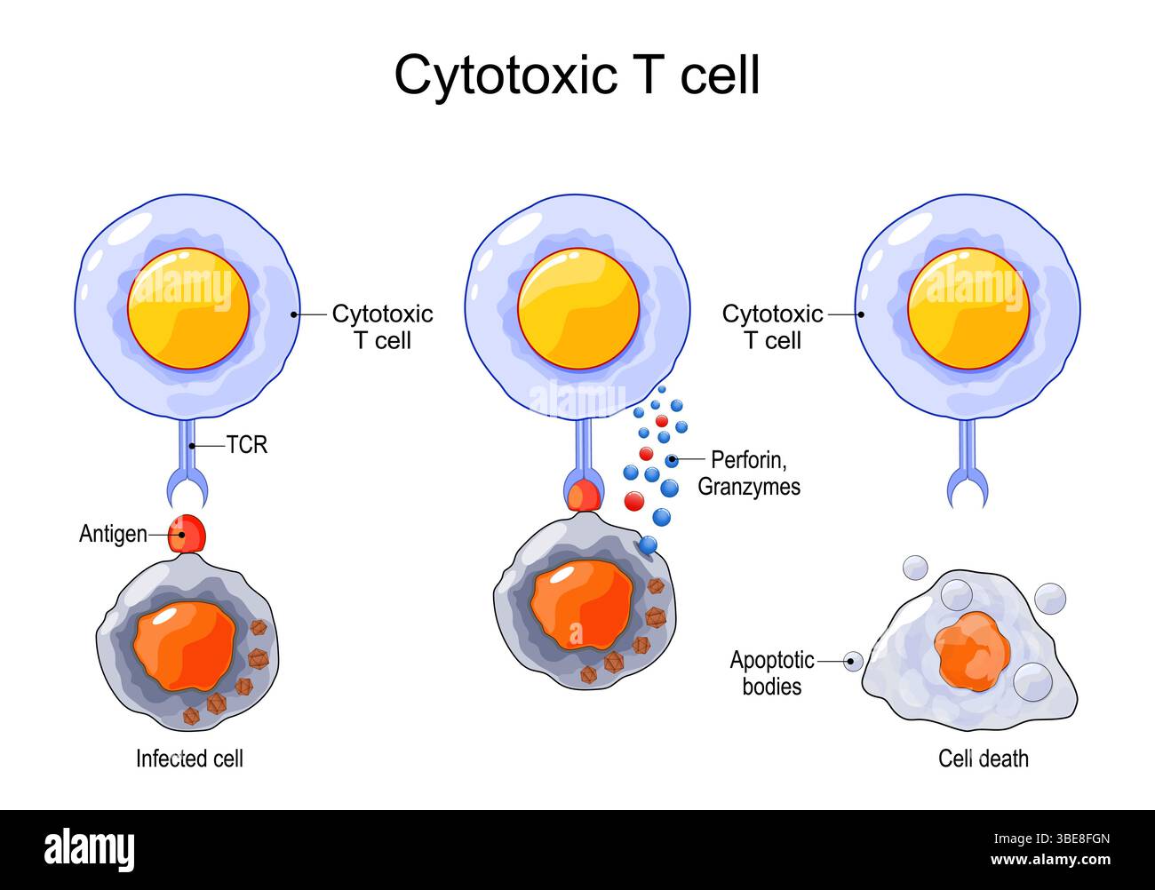 Cellule T citotossiche. Immunità cellulo-mediata. Attraverso l'azione della perforina, i granzimi dalla cellula T entrano nel citoplasma della cellula infetta Illustrazione Vettoriale