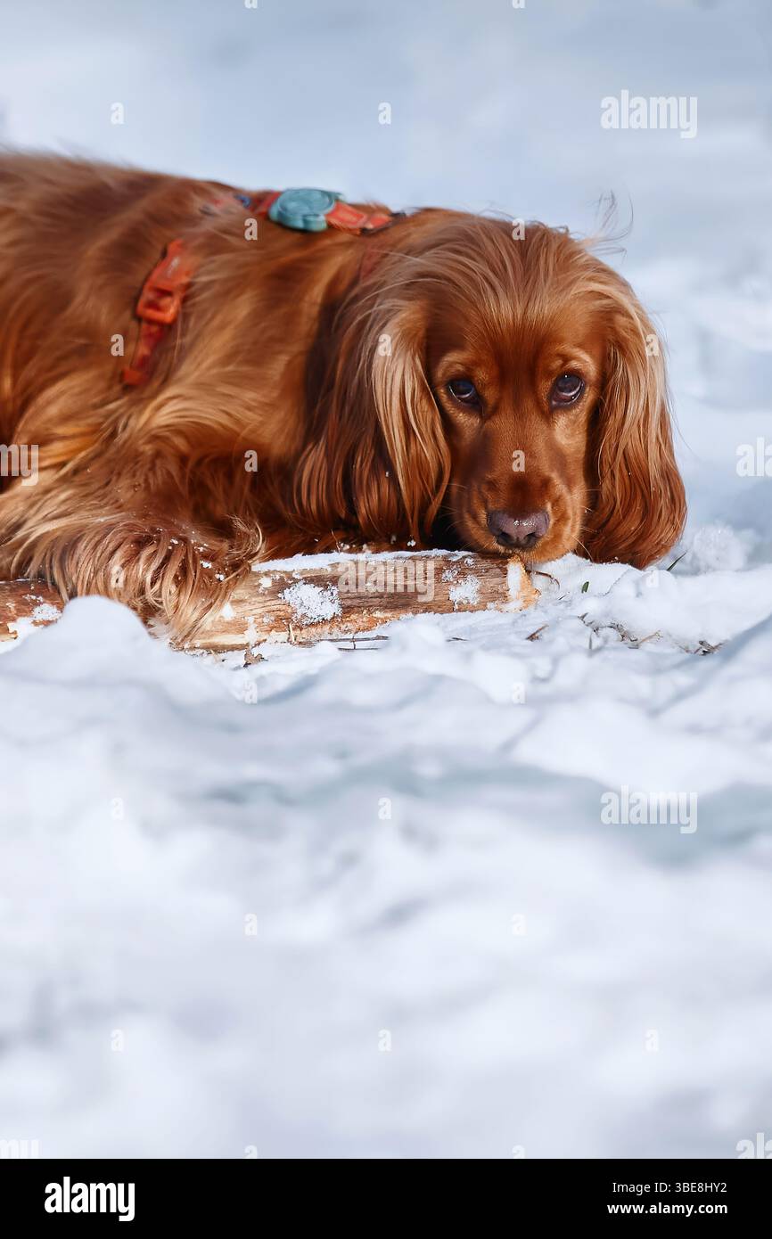 Cane spagnolo inglese rosso con un bastone tra i denti su un sentiero innevato Foto Stock