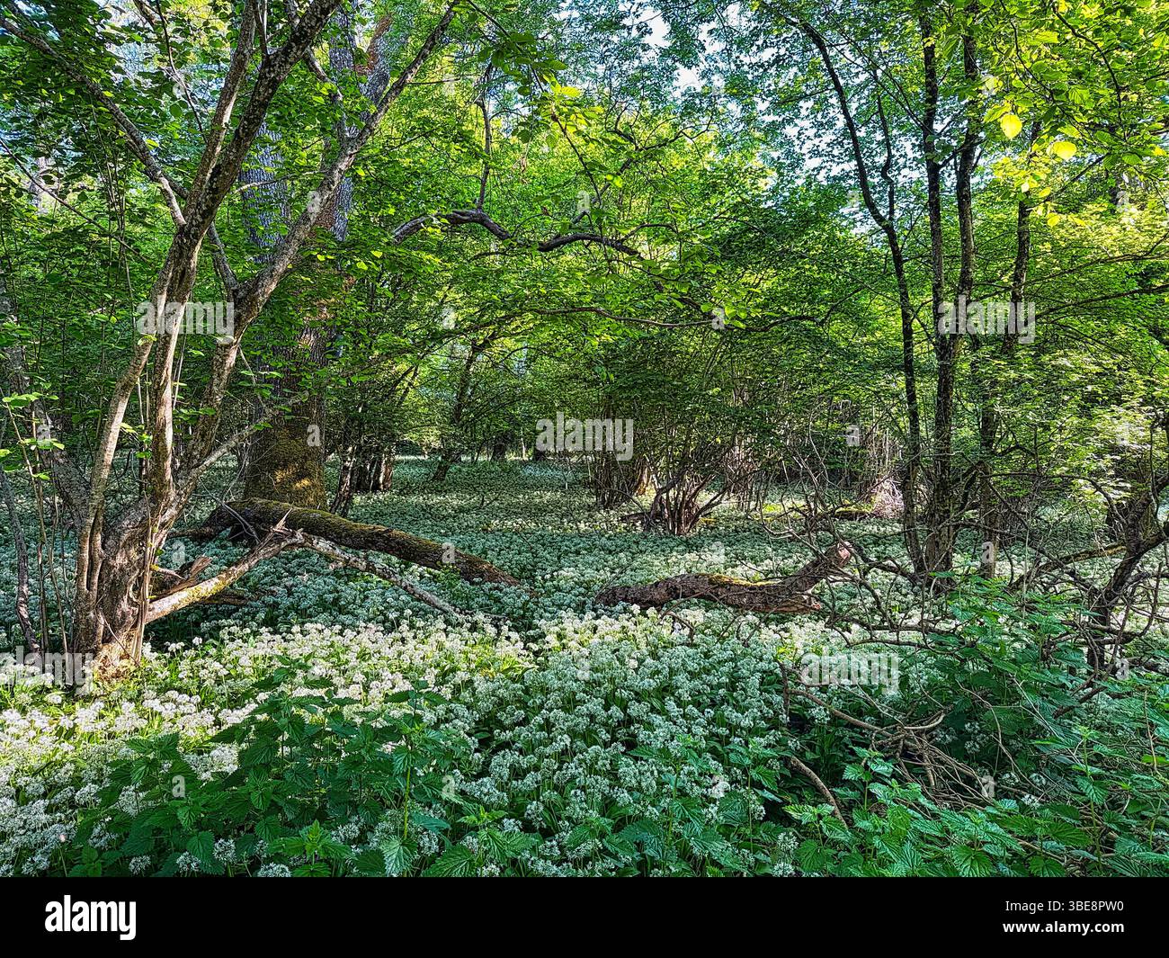 Fiori di aglio selvatico che crescono in un bosco dell'Hampshire in primavera - Immagine stock catturata con smartphone