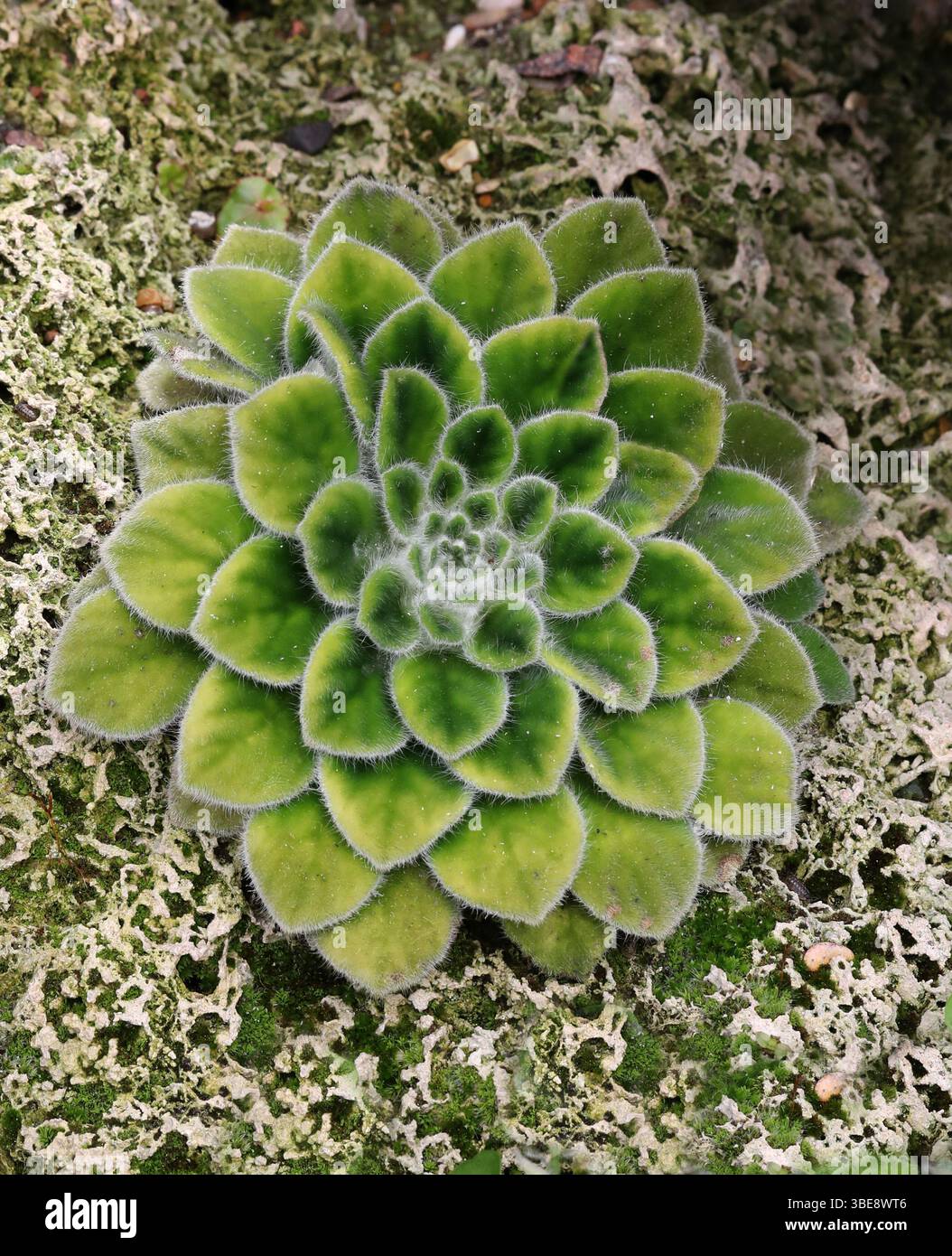Petrocosmea cavaleriei, Gesneriaceae. Cina, Asia. L'areale nativo di questa specie è la Cina (Guizhou). Foto Stock