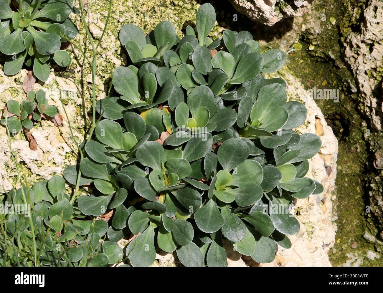 Limonium delicatulum, Plumbaginaceae. Isole Baleari, Spagna. SIS. Delicatula Statice. L'areale nativo di questa specie è E. & se. Spagna, NW. Africa Foto Stock