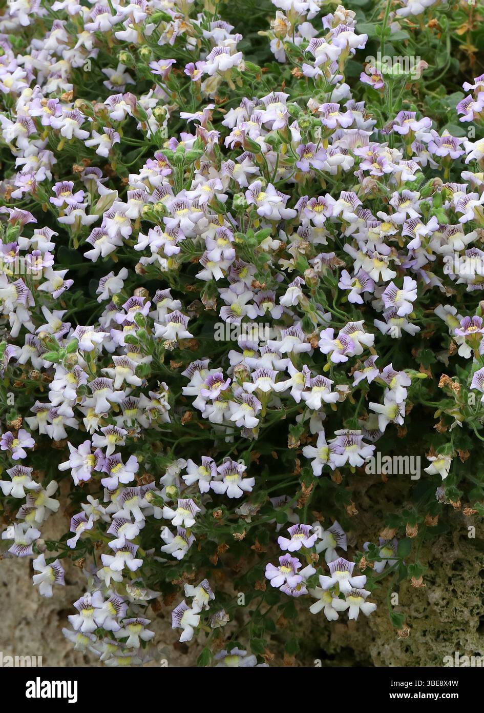 Nano Snapdragon, Chaenorhinum glareosum, Plantaginaceae. Spagna, Europa. L'areale nativo di questa specie è la Spagna (Sierra Nevada). E' un subarbusto Foto Stock