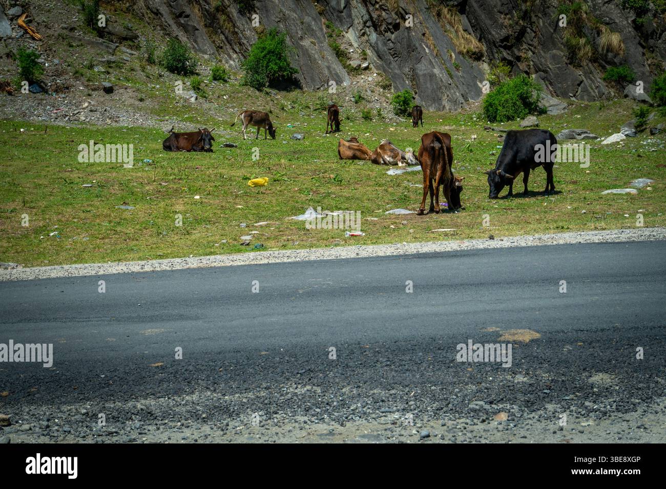 Mandrie che pascolano nei pascoli di alta quota di Gangotri, Uttarakhand, sostenendo le tradizioni pastorali himalayane. Foto Stock