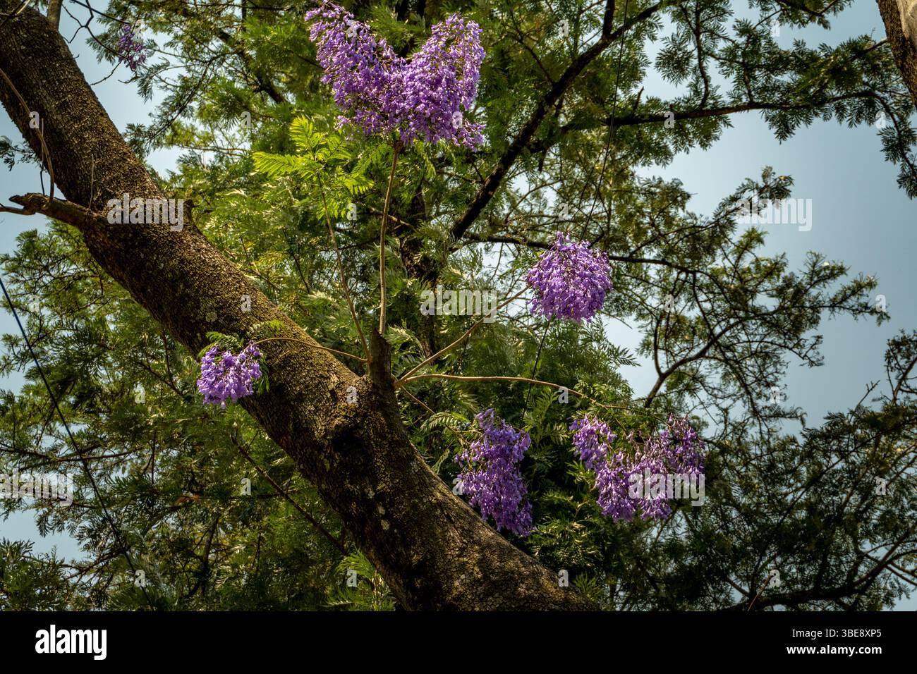 Splendidi fiori blu-viola di Jacaranda mimosifolia a Uttarakhand, India, che adornano paesaggi dalle vivaci sfumature. Foto Stock