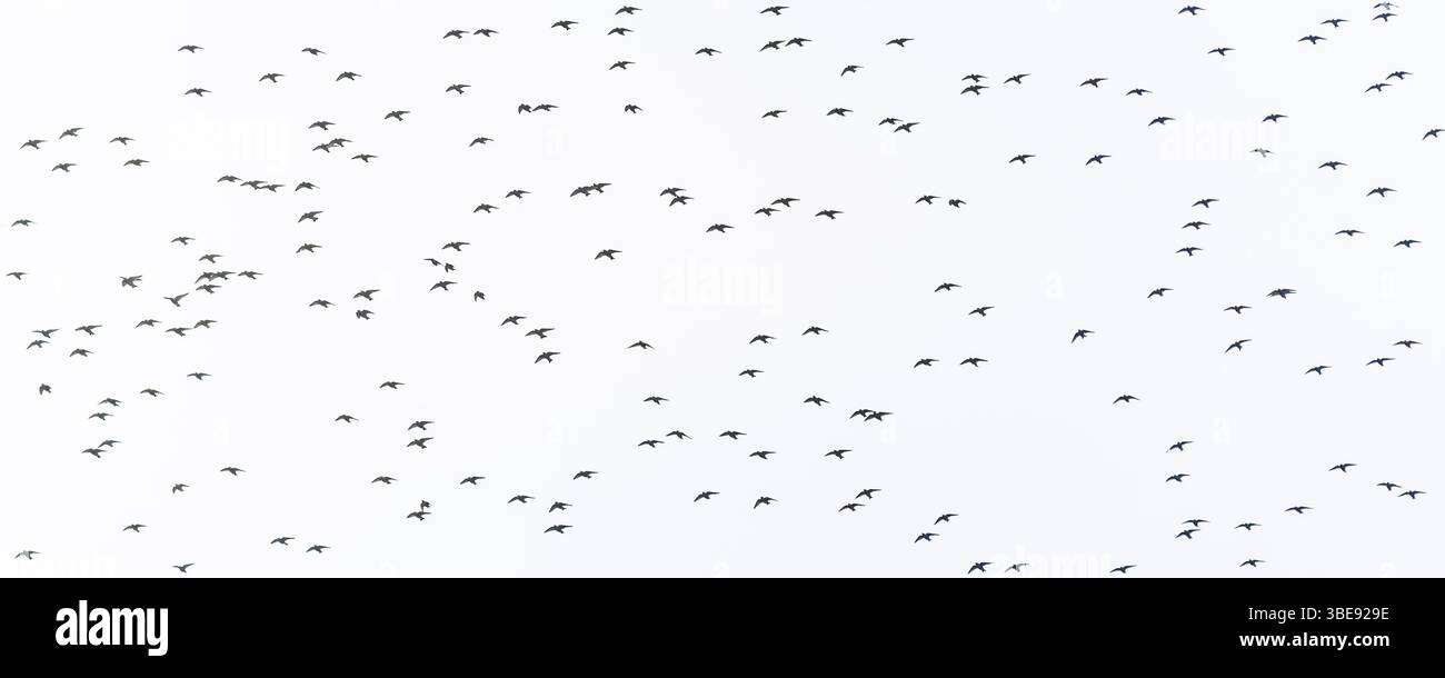 Un'immagine panoramica di Common Starlings Sturnus vulgaris che vola sopra la testa in Inghilterra nel Regno Unito. Foto Stock