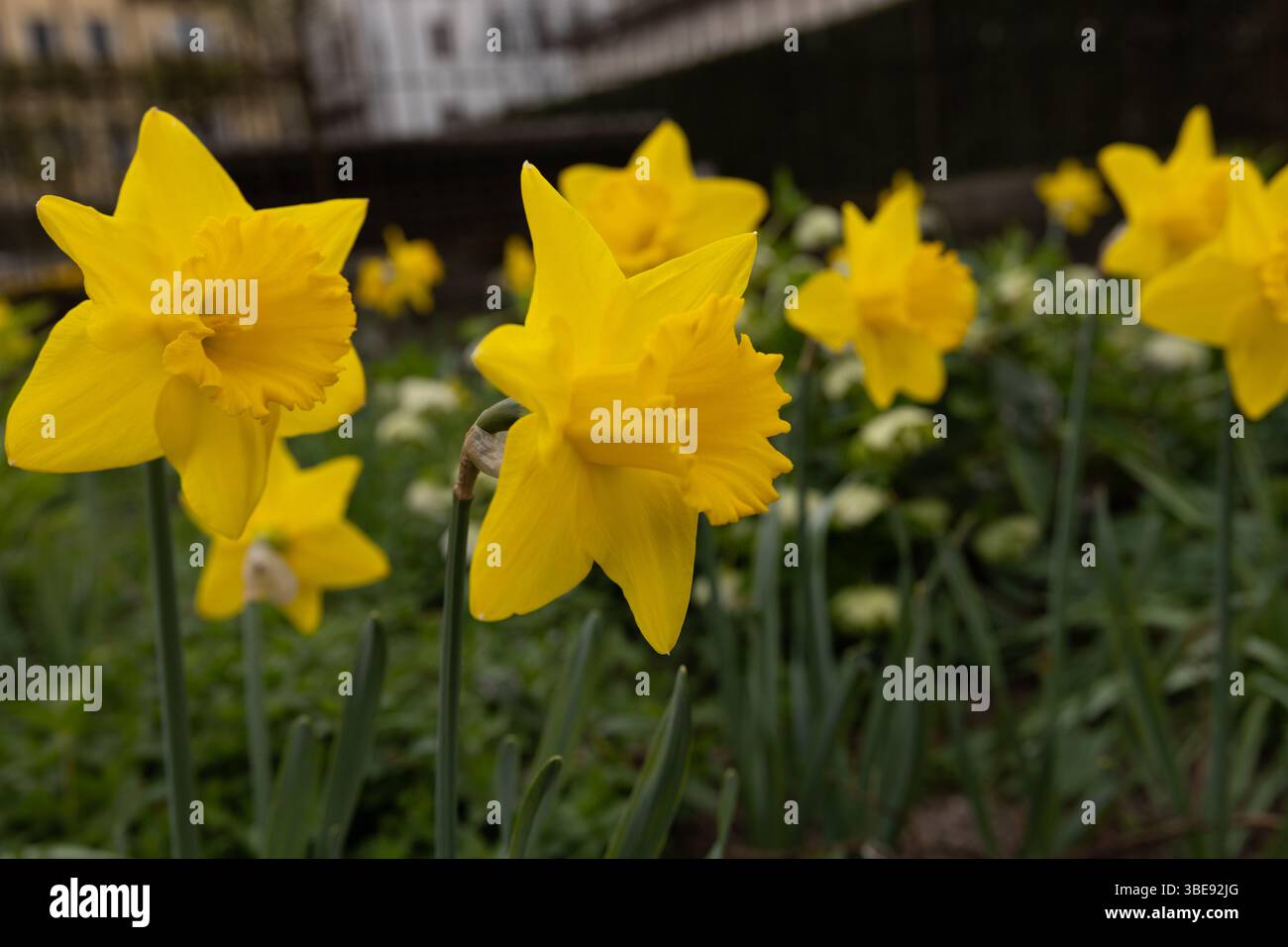 Incredibile campo di fiori di Daffodils gialli alla luce del sole mattutino. L'immagine perfetta per lo sfondo primaverile e il paesaggio floreale. . Foto di alta qualità Foto Stock