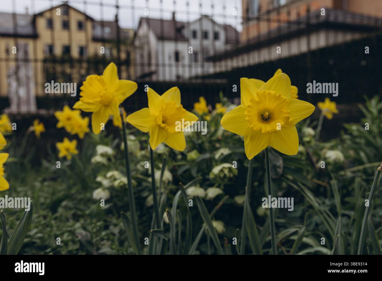 Incredibile campo di fiori di Daffodils gialli alla luce del sole mattutino. L'immagine perfetta per lo sfondo primaverile e il paesaggio floreale. . Foto di alta qualità Foto Stock