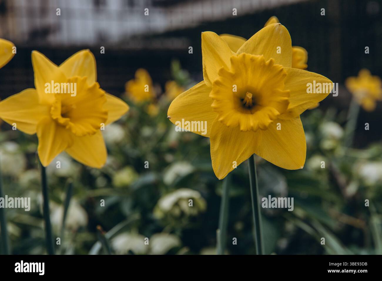 Incredibile campo di fiori di Daffodils gialli alla luce del sole mattutino. L'immagine perfetta per lo sfondo primaverile e il paesaggio floreale. . Foto di alta qualità Foto Stock