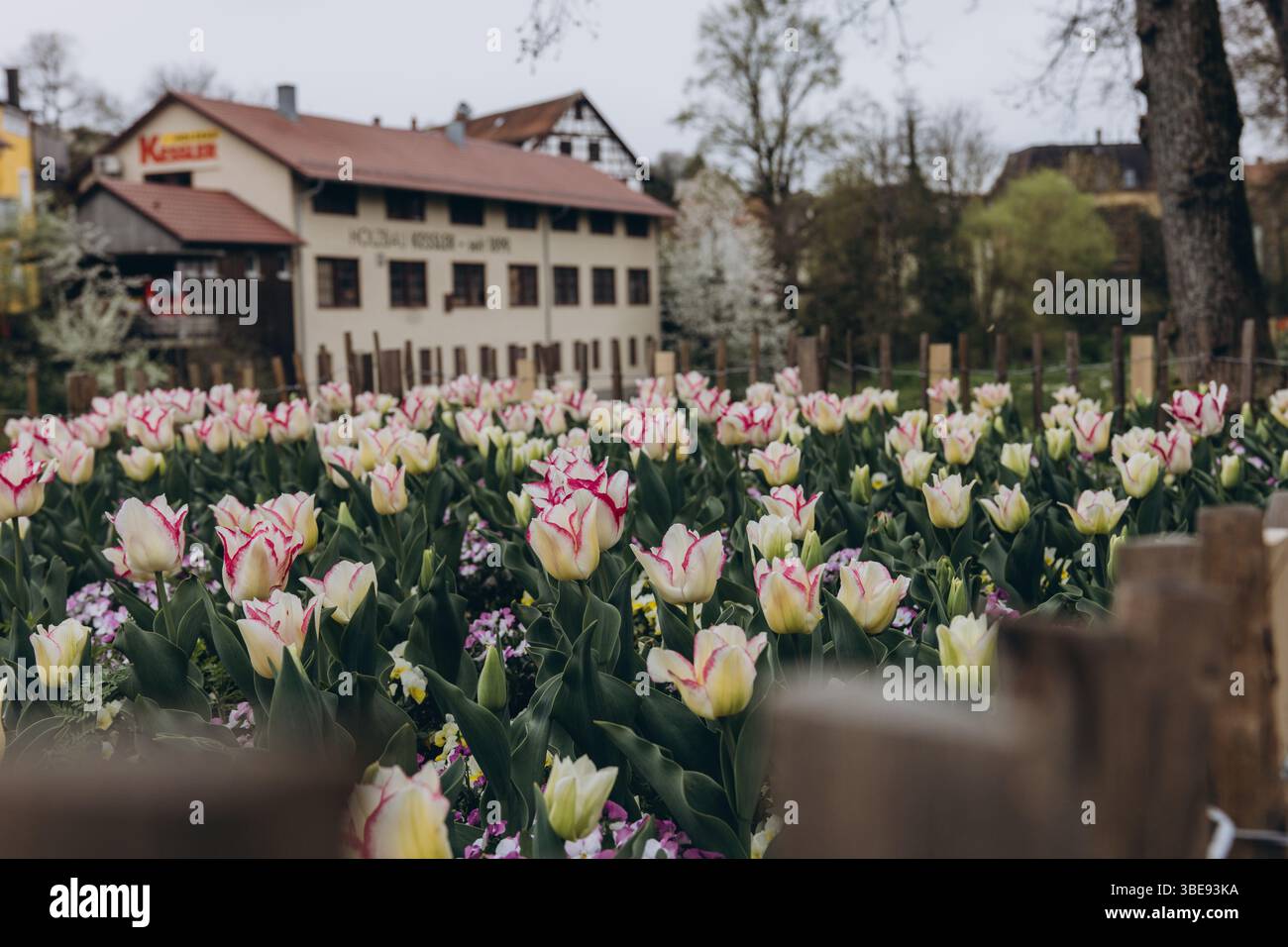 Splendidi tulipani in fiore con un paesaggio urbano sullo sfondo, che cattura il contrasto tra la vita urbana e la natura. Foto di alta qualità Foto Stock