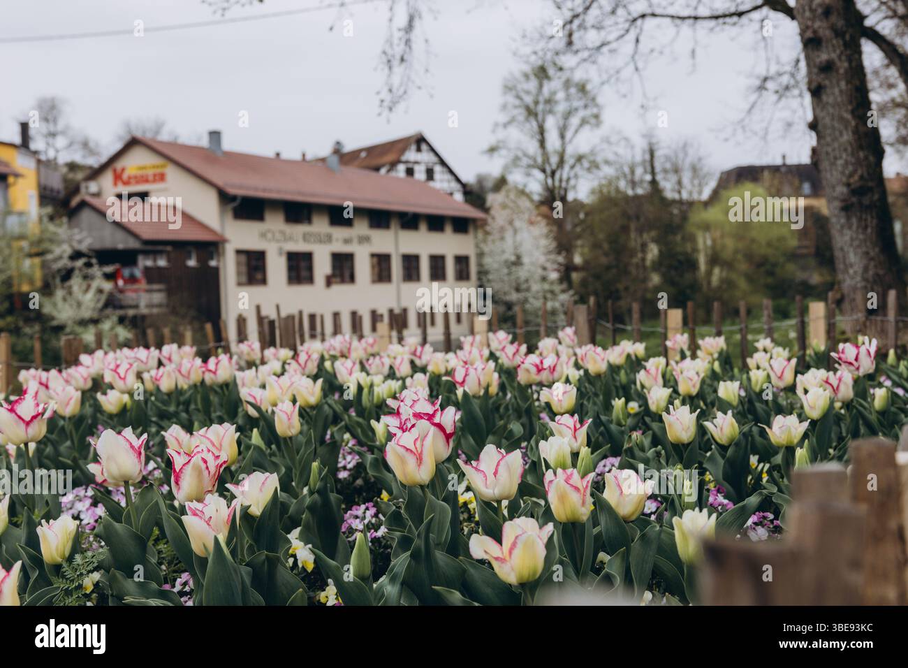 Splendidi tulipani in fiore con un paesaggio urbano sullo sfondo, che cattura il contrasto tra la vita urbana e la natura. Foto di alta qualità Foto Stock