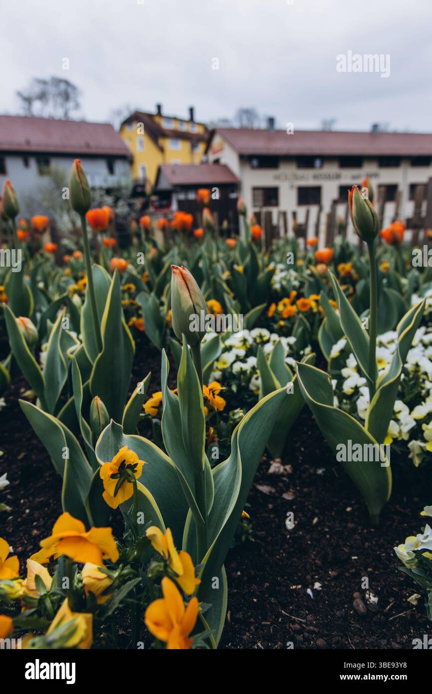 Splendidi tulipani in fiore con un paesaggio urbano sullo sfondo, che cattura il contrasto tra la vita urbana e la natura. Foto di alta qualità Foto Stock