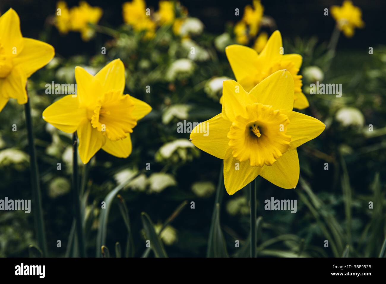 Incredibile campo di fiori di Daffodils gialli alla luce del sole mattutino. L'immagine perfetta per lo sfondo primaverile e il paesaggio floreale. . Foto di alta qualità Foto Stock