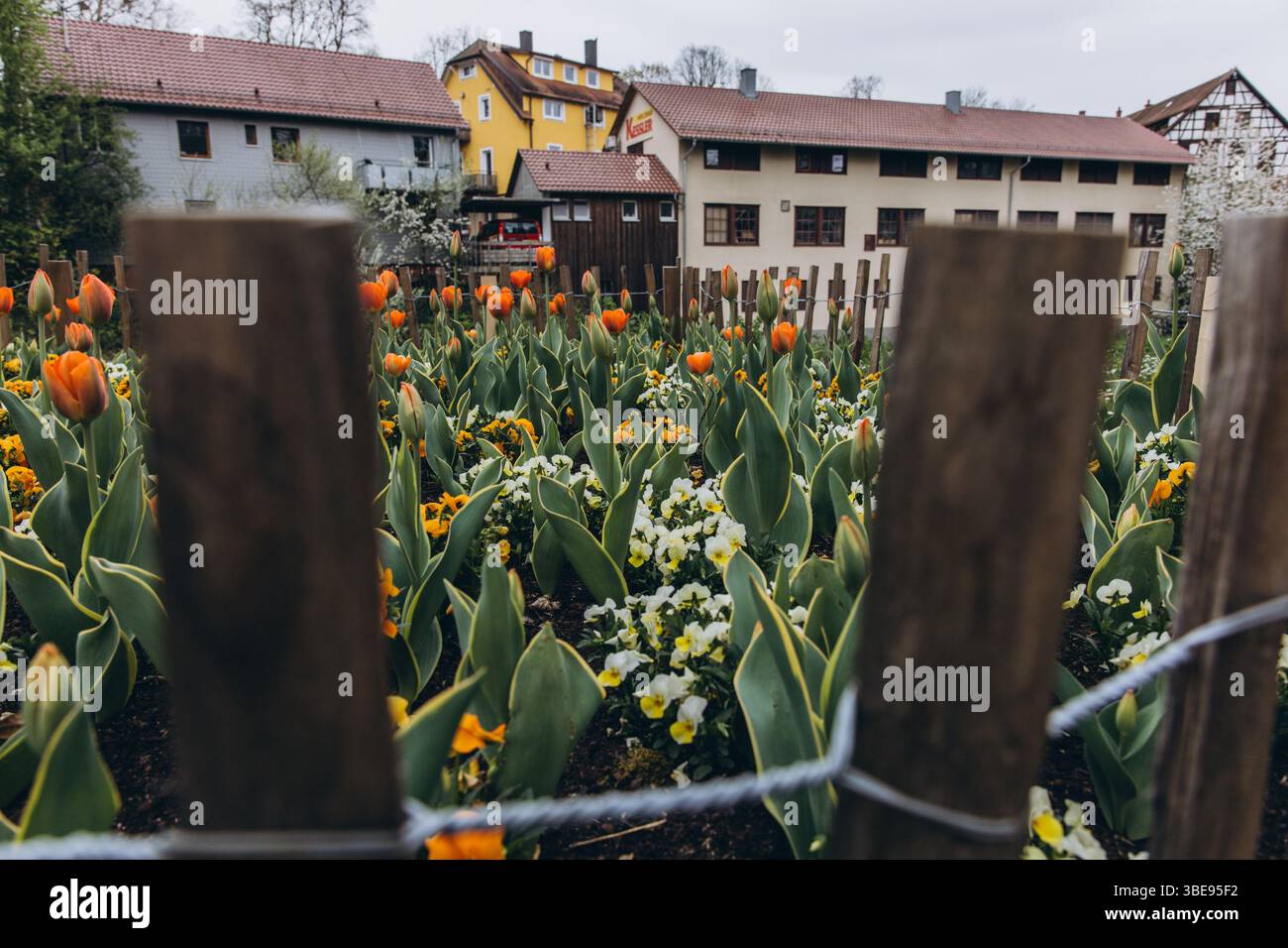 Splendidi tulipani in fiore con un paesaggio urbano sullo sfondo, che cattura il contrasto tra la vita urbana e la natura. Foto di alta qualità Foto Stock