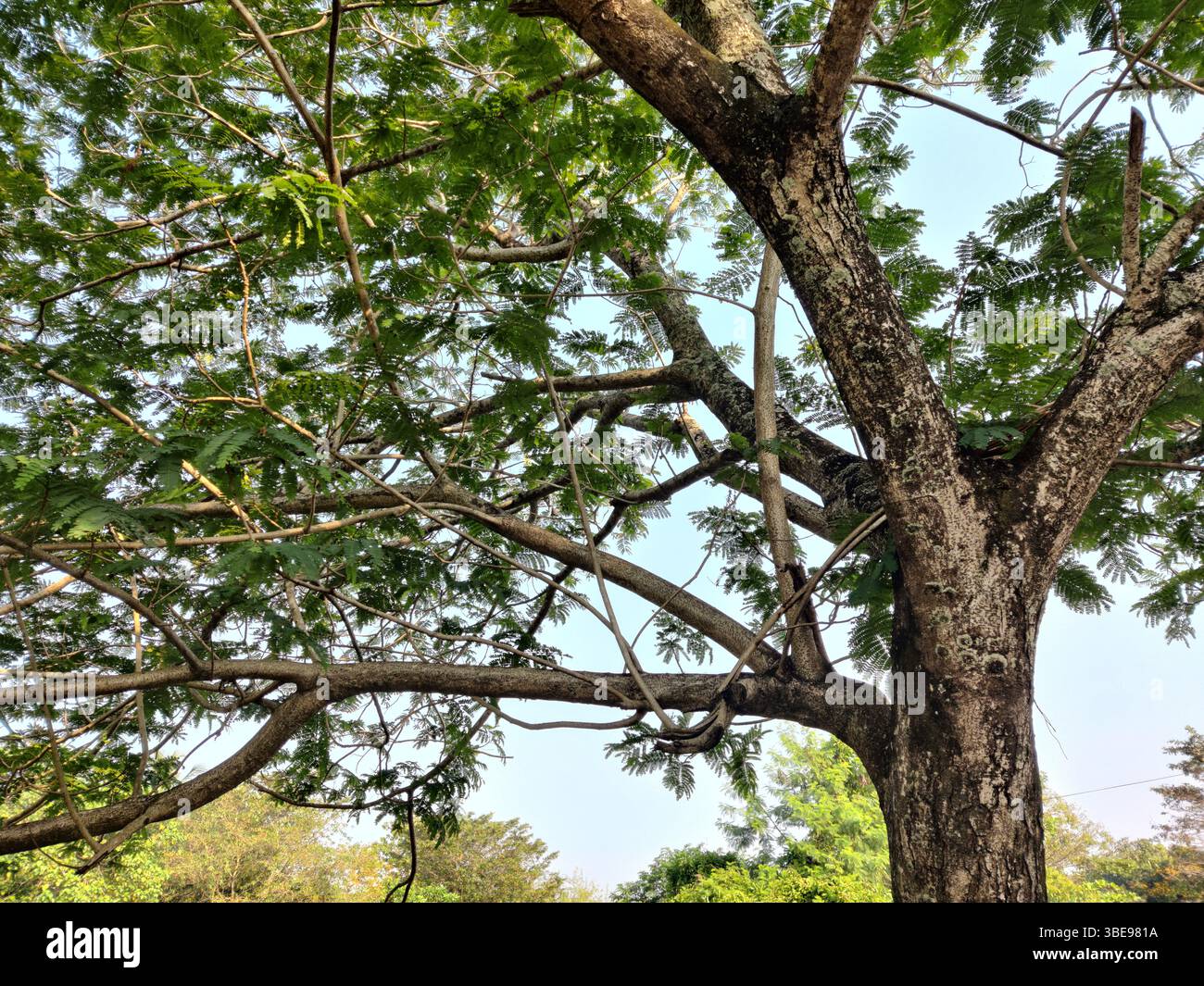 Vista ravvicinata di un grande albero e numerosi rami si estendono verso l'esterno dal tronco, sostenendo una fitta tettoia di fogliame verde brillante. - Immagine stock catturata con smartphone