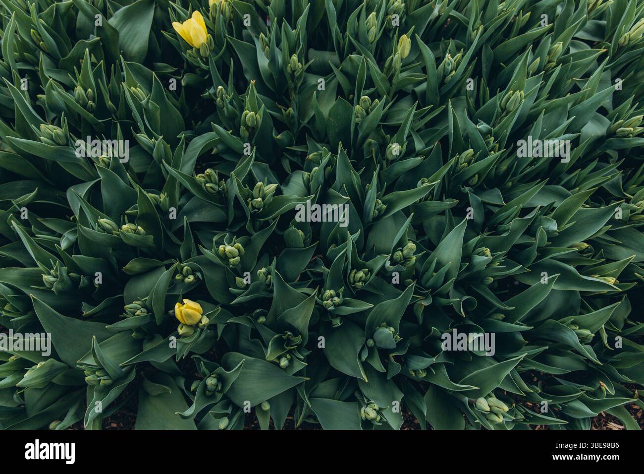 Splendidi tulipani in fiore con un paesaggio urbano sullo sfondo, che cattura il contrasto tra la vita urbana e la natura Foto Stock