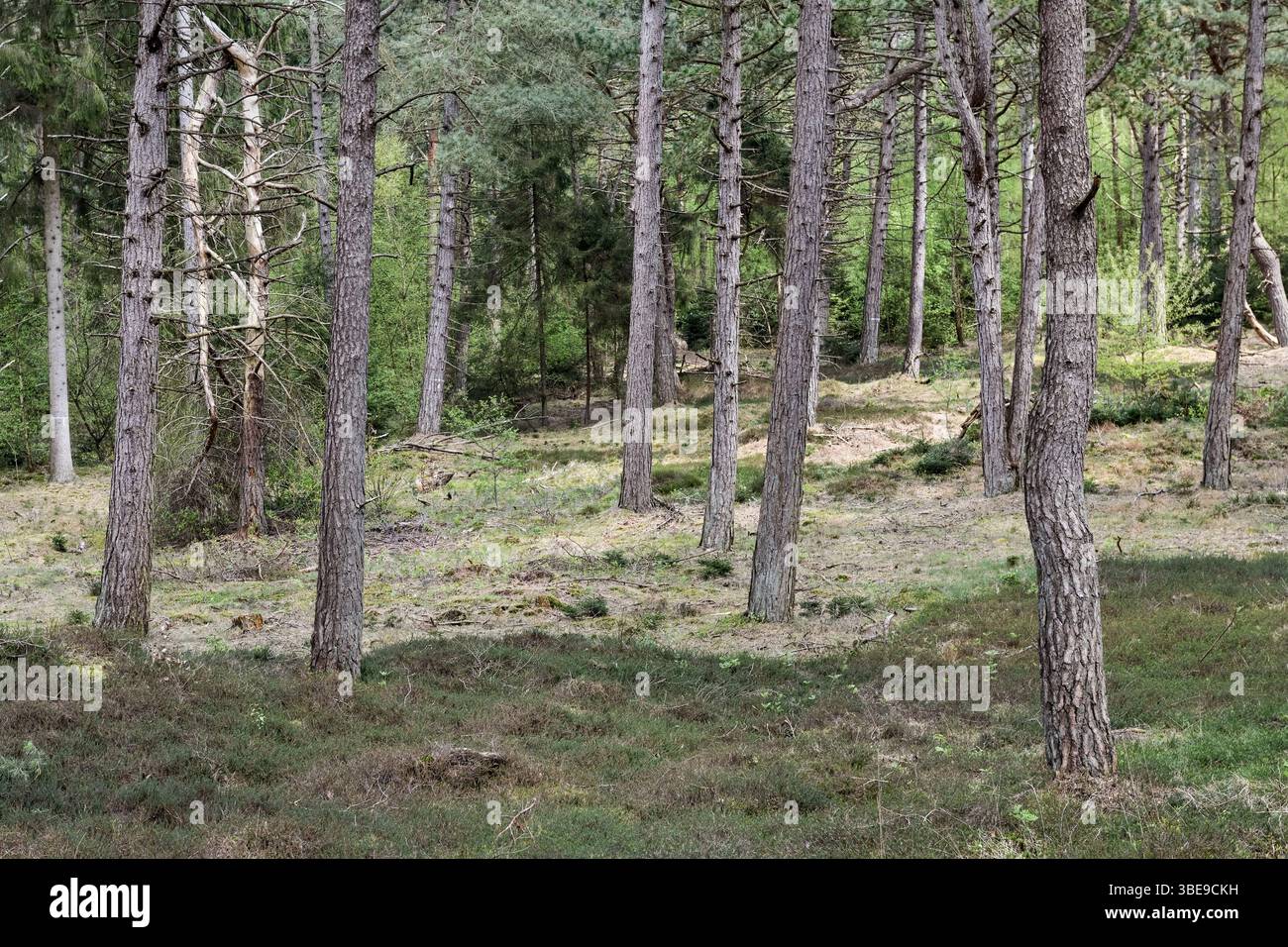 Pineta delle dune... Wernerwald, Cuxhaven, pini neri, l'unica foresta sulla costa tedesca del Mare del Nord in transizione diretta verso il Mare di Wadden Foto Stock