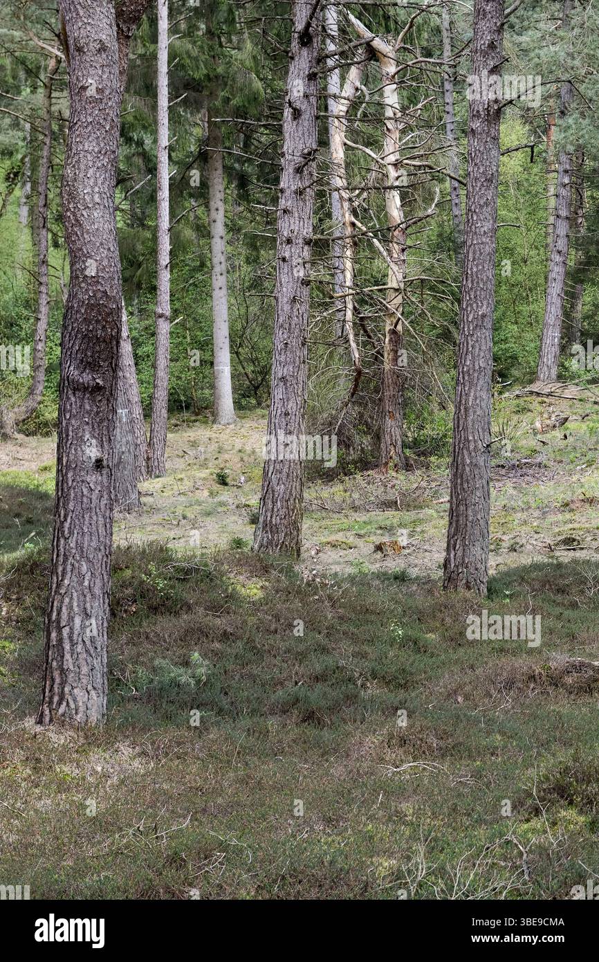 Pineta delle dune... Wernerwald, Cuxhaven, pini neri, l'unica foresta sulla costa tedesca del Mare del Nord in transizione diretta verso il Mare di Wadden Foto Stock